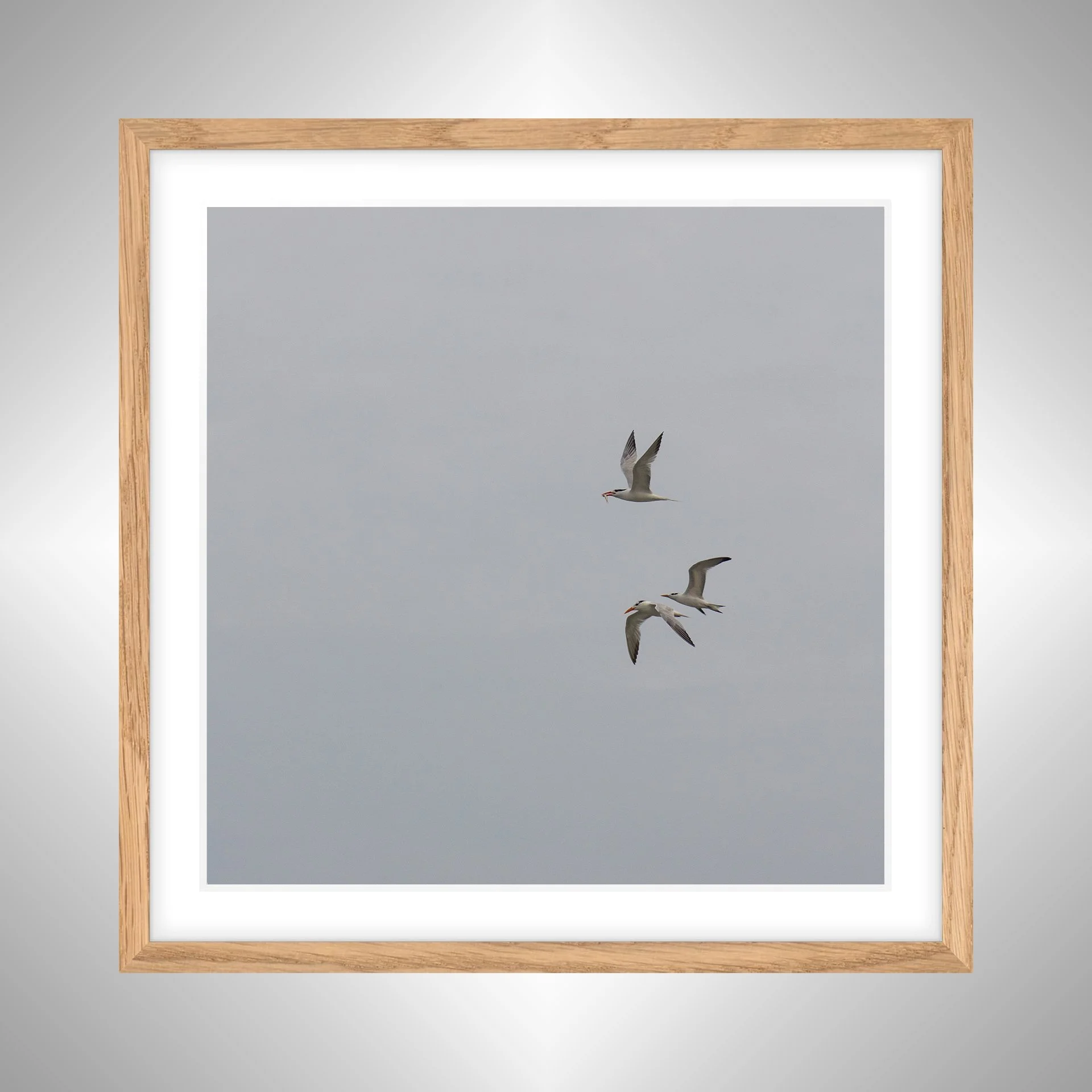 1:1 Common Tern Family Breakfast (Square)- White Wood w: Border copy NATTY.jpg