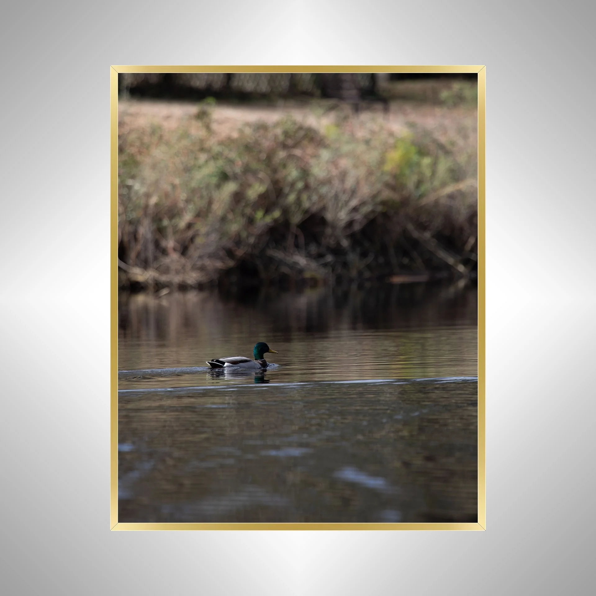 1:10 Duck at Seashore State Park- Gold.jpg