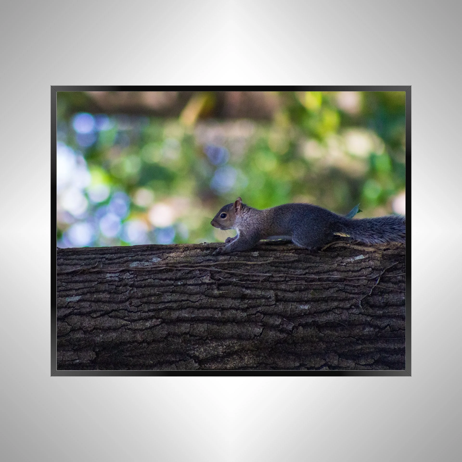 1/1 Squirrel's World
