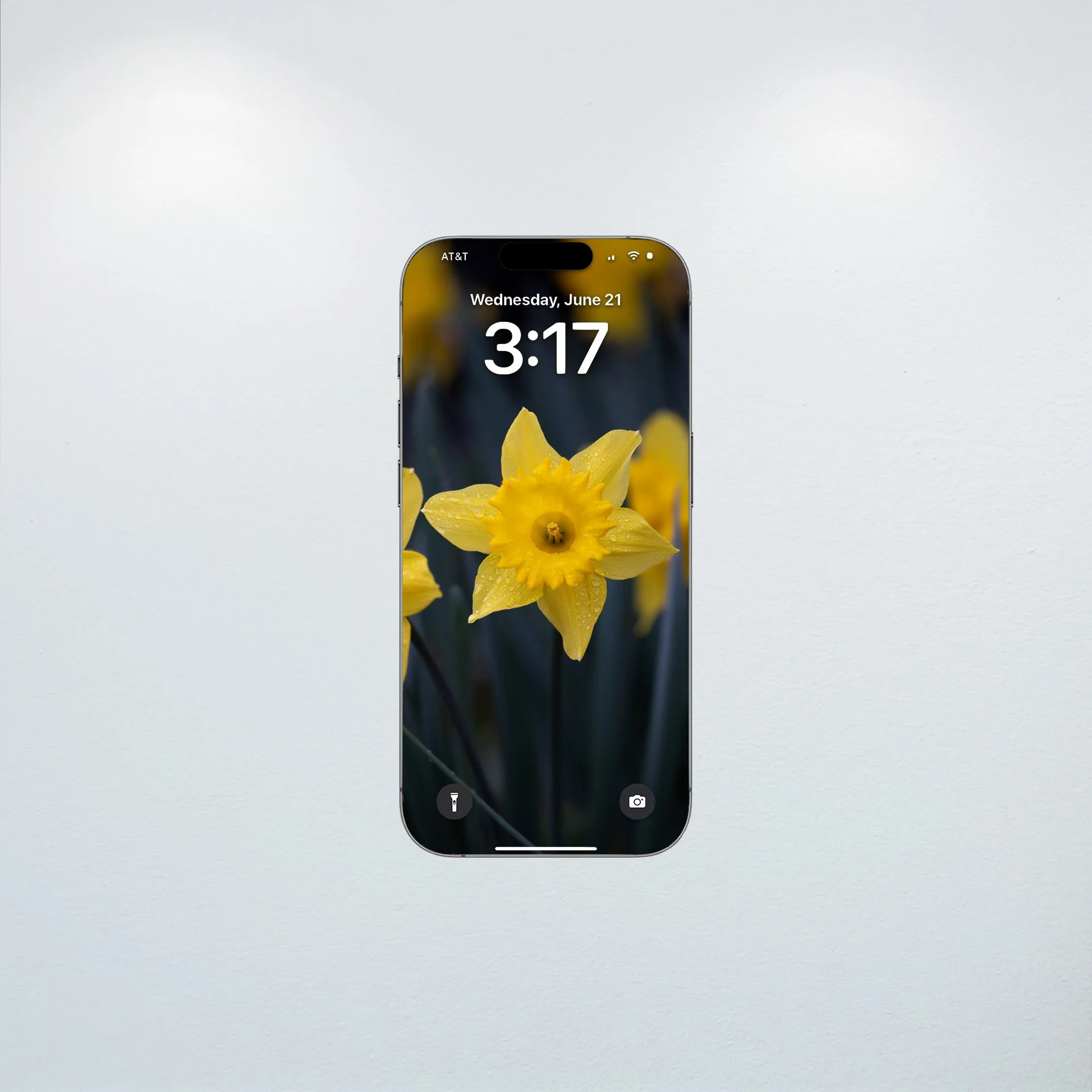 1:10 Yellow King Alfred Daffodil Narcissus- Wallpaper.jpg