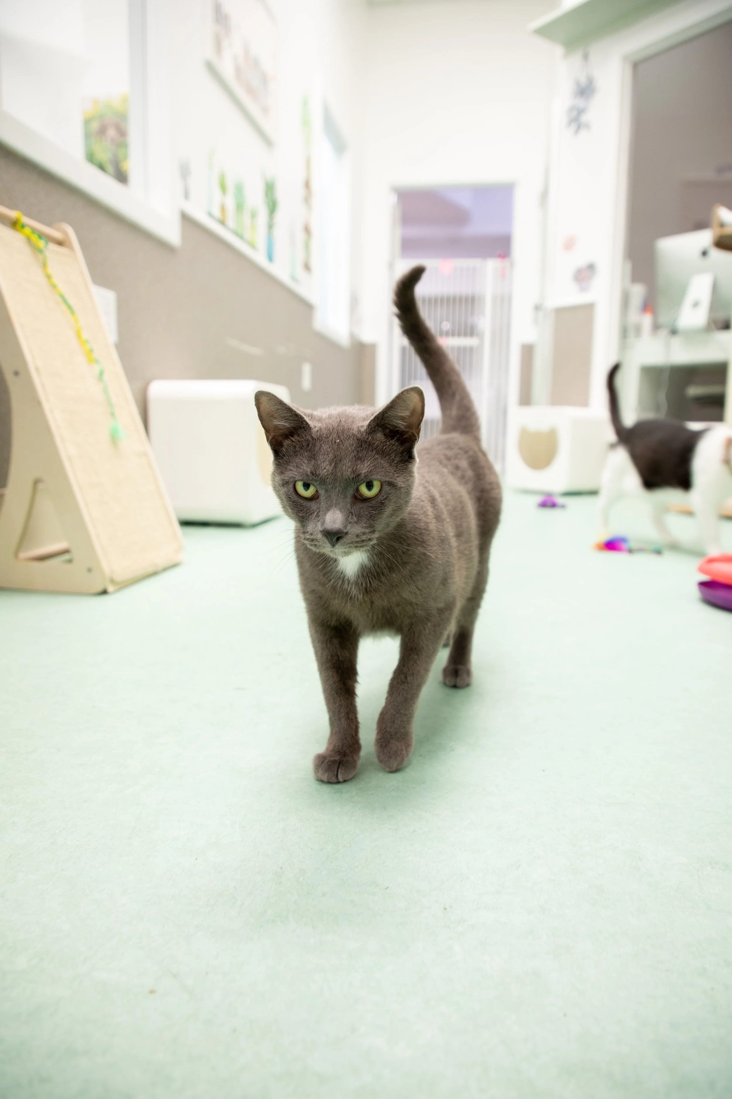 Will Locke Pet Photography- HopeForLife Unwatermarked38.jpg