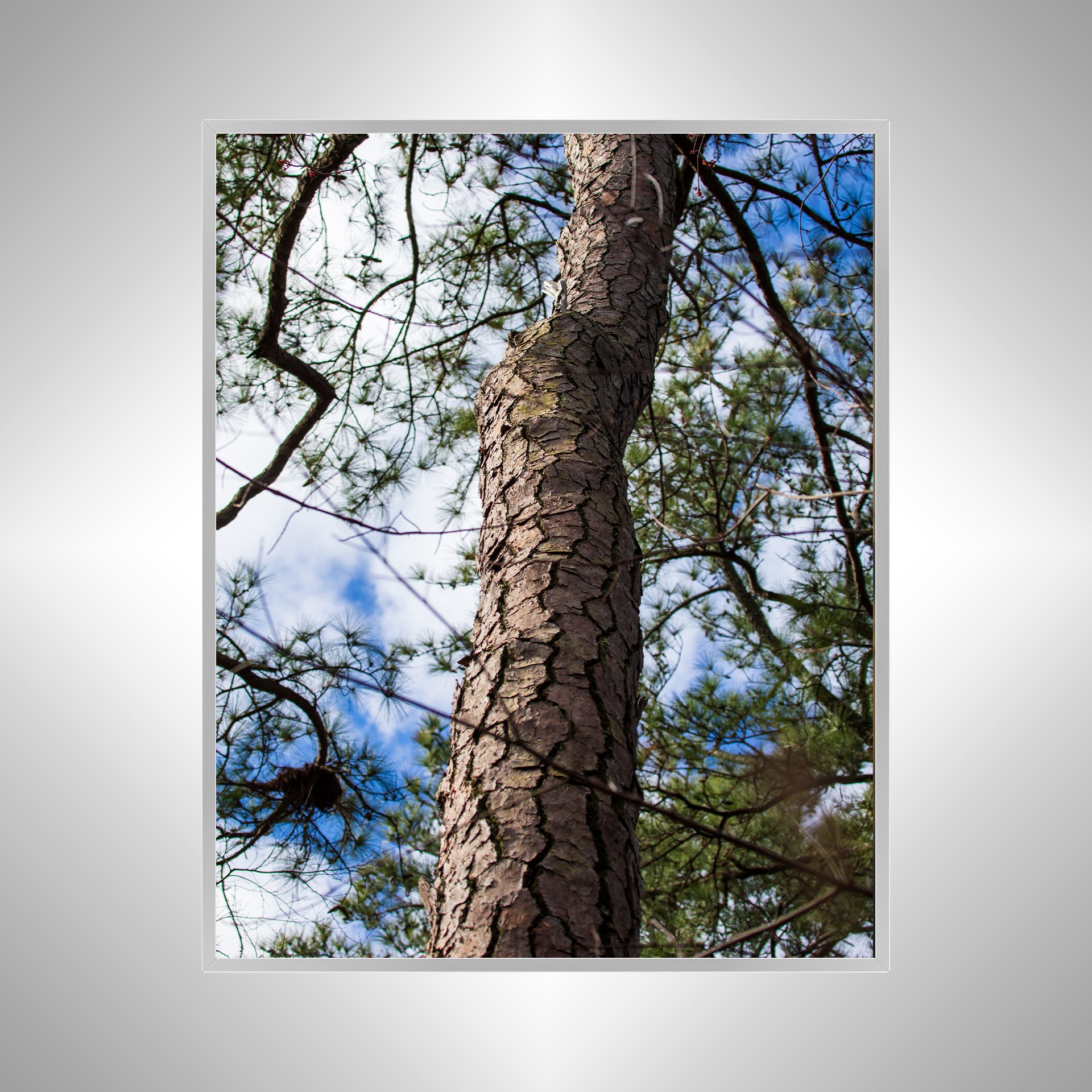 1:1 Seashore State Park Pine Tree Bark- Silver.jpg