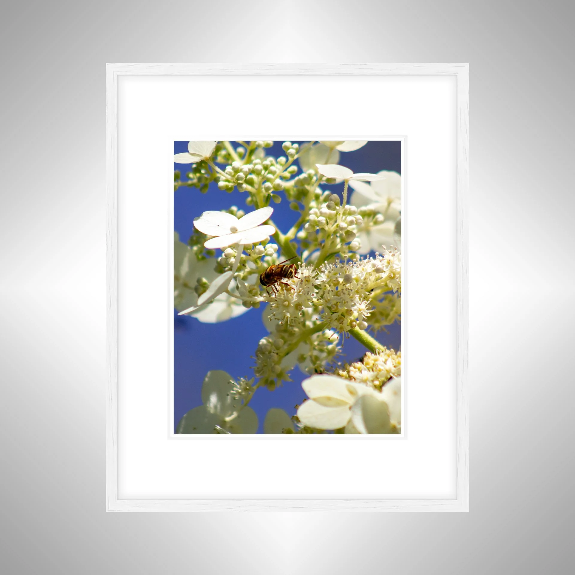 1:1 Pollinator in Sun- White w: Border.jpg