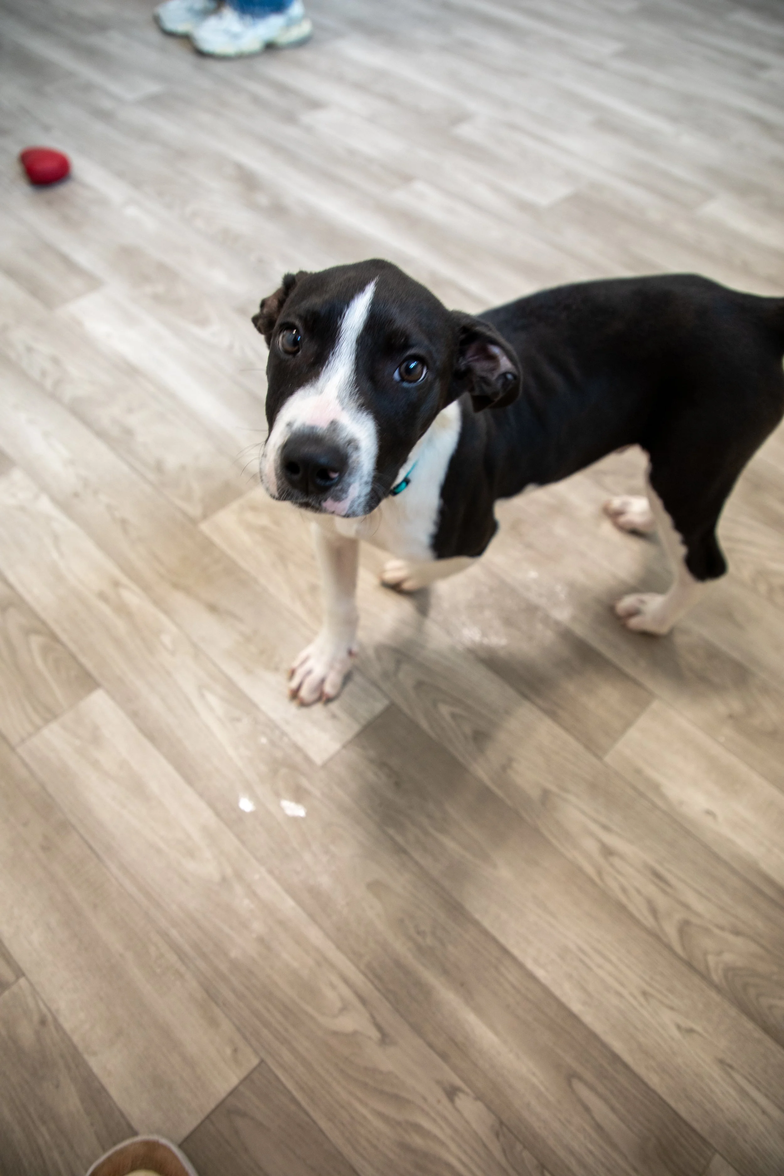 Will Locke Pet Photography- HopeForLife Unwatermarked11.jpg