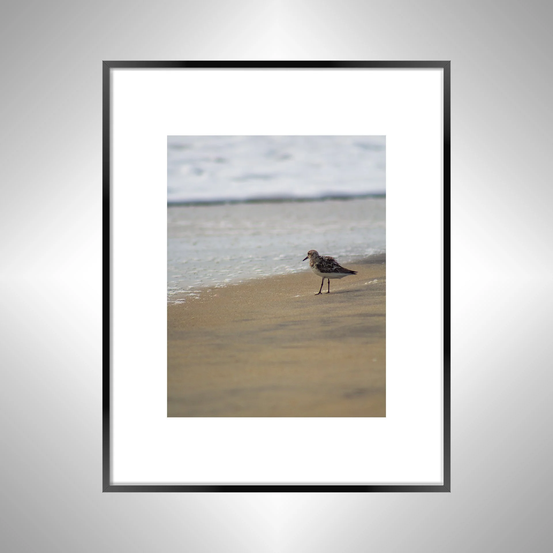 1:10 Sanderling at the Beach- Black w: Border.jpg