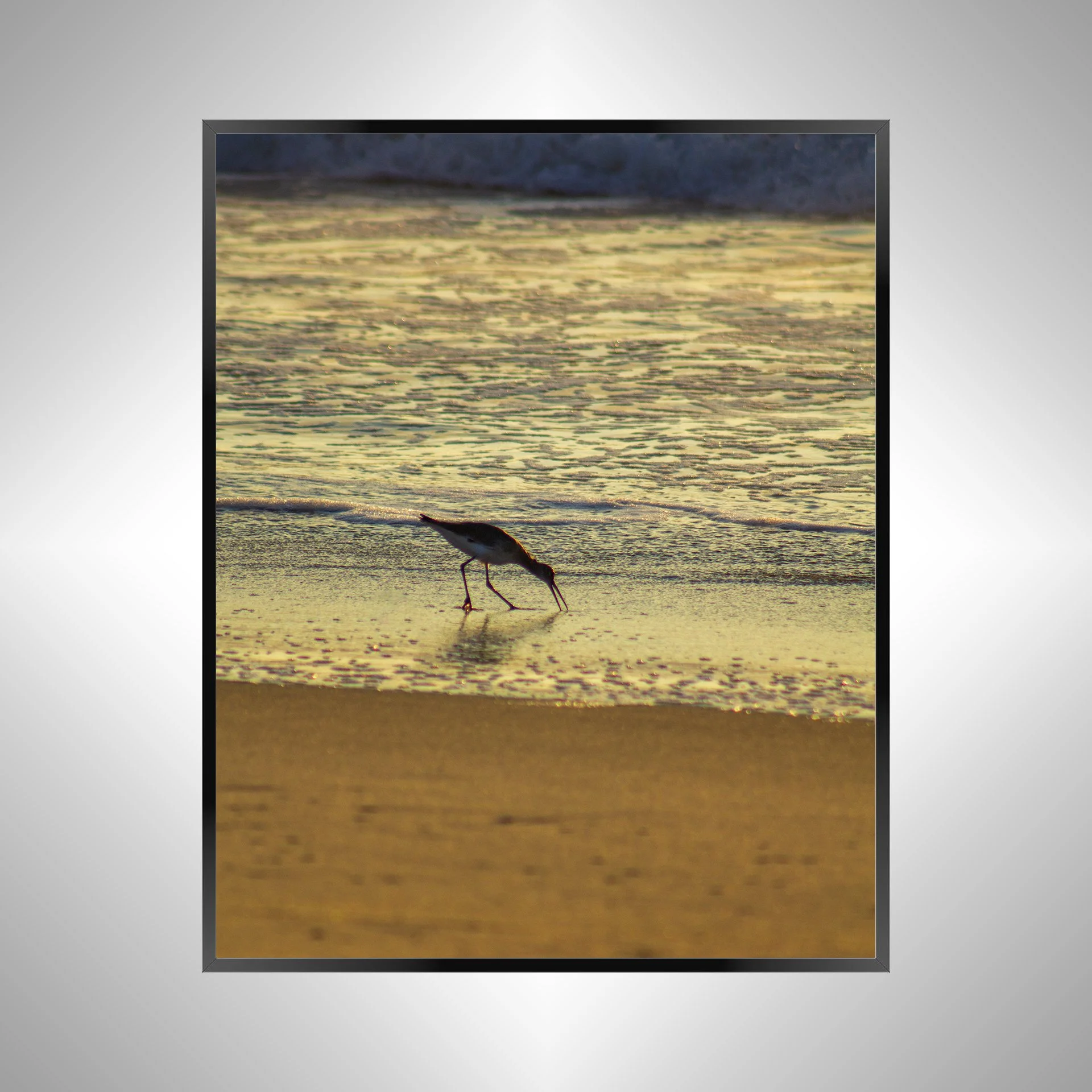 1/1 Willet Eating at Sunrise