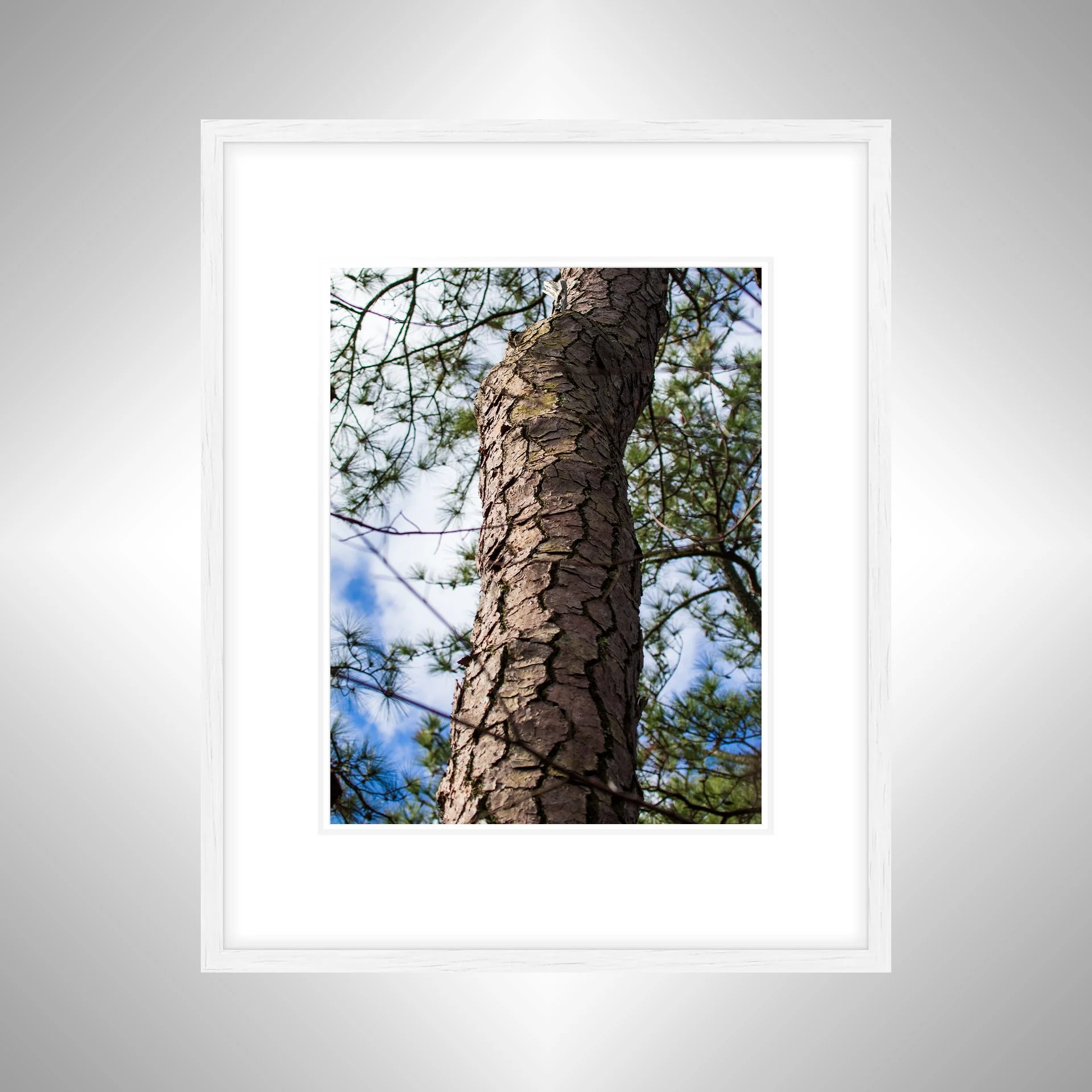 1:1 Seashore State Park Pine Tree Bark- White w: Border.jpg