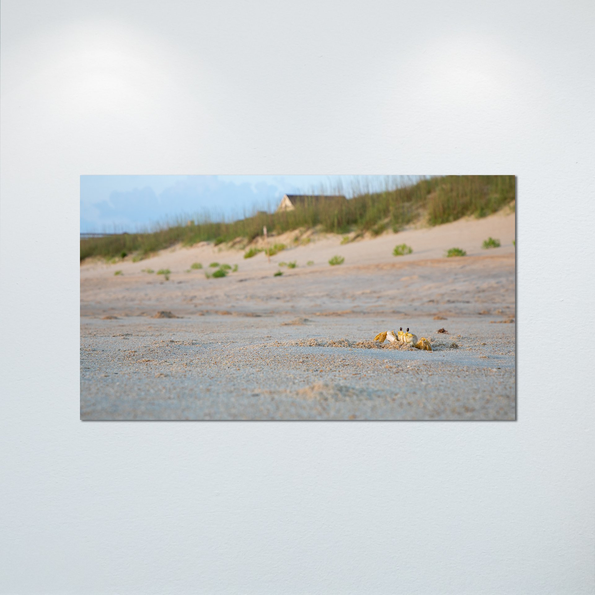 1:10 Ghost Crab Headshot- Poster & Canvas.jpg