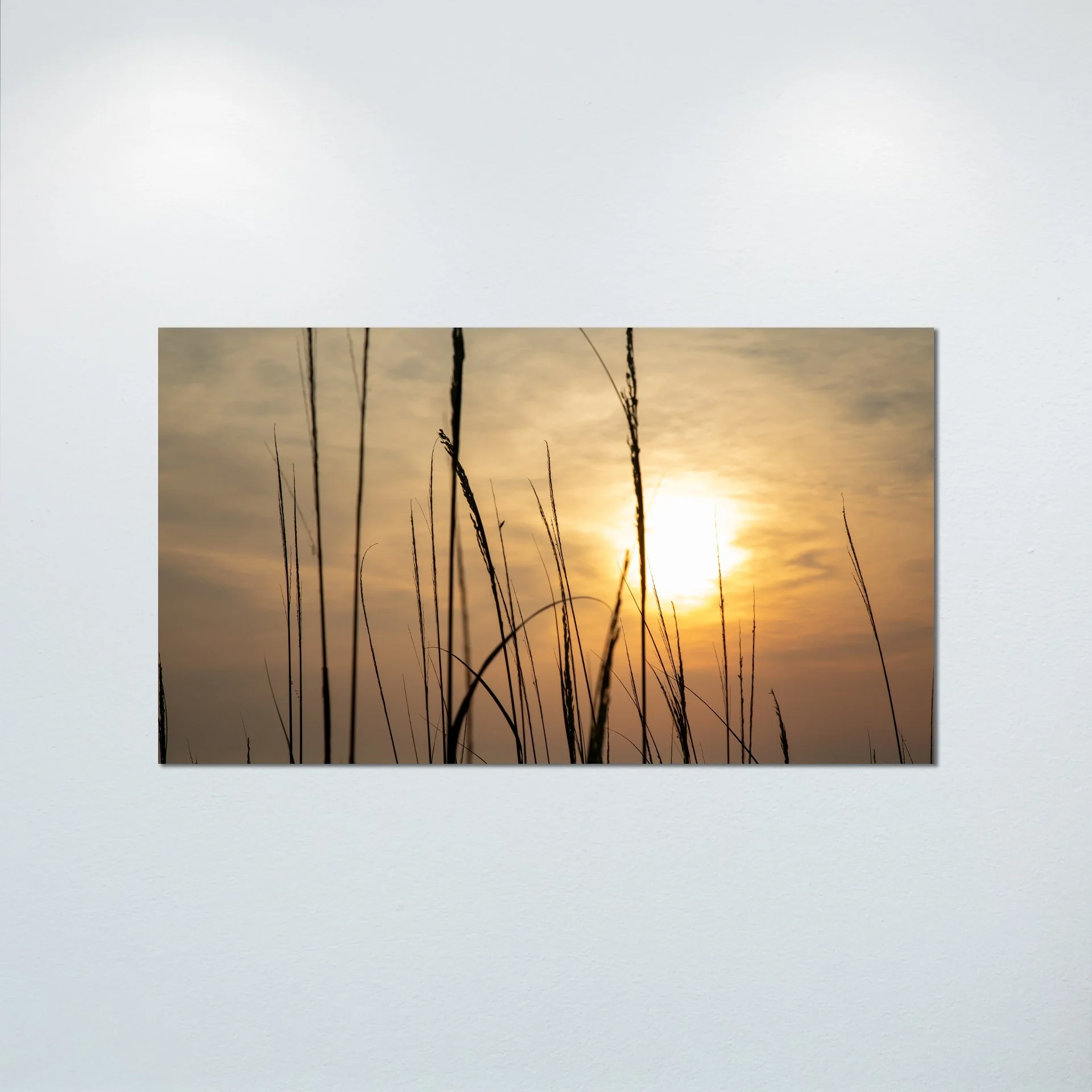 1/1 Sunny Morning thru Dunegrass