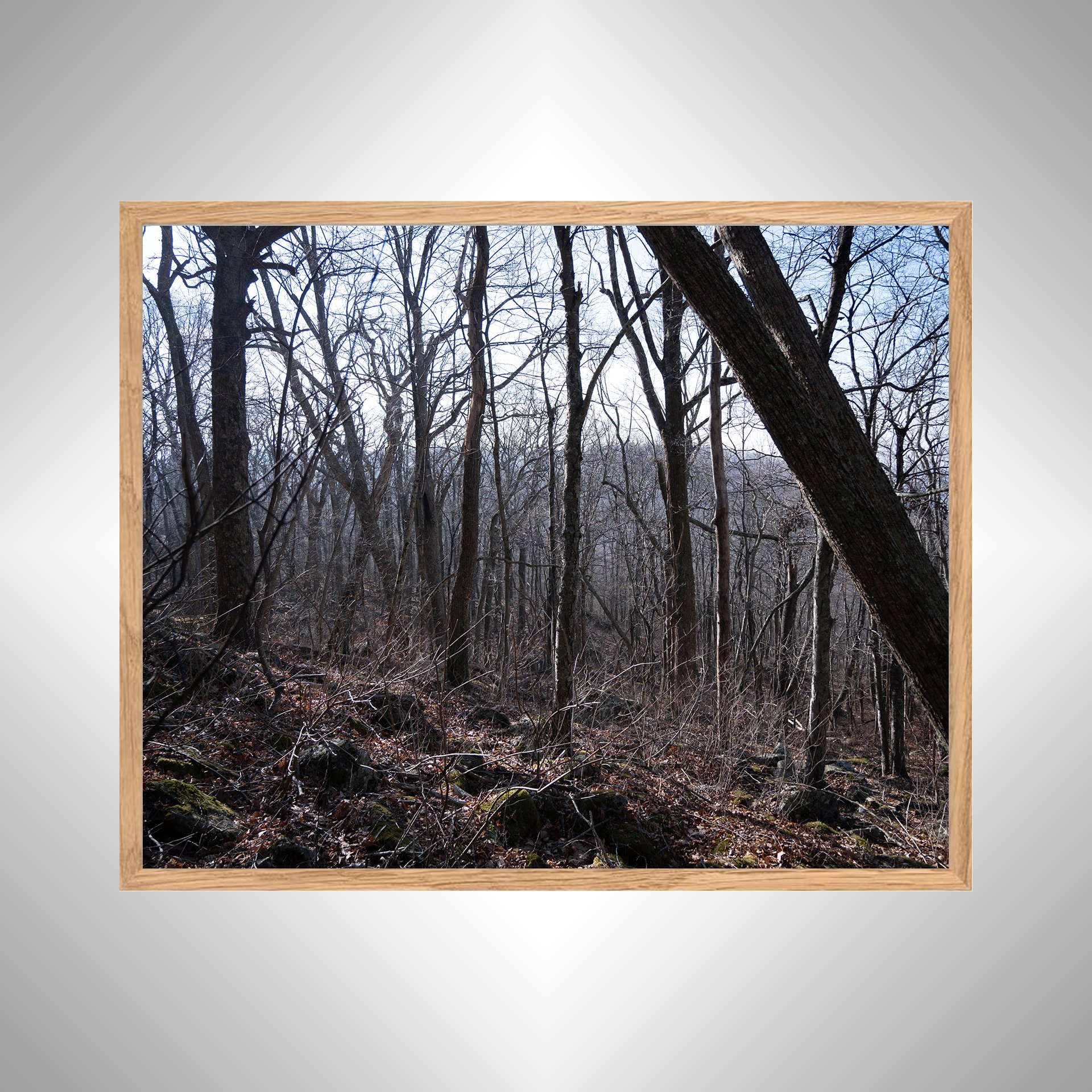1:1 Shenandoah Trees- White copy NATTY.jpg