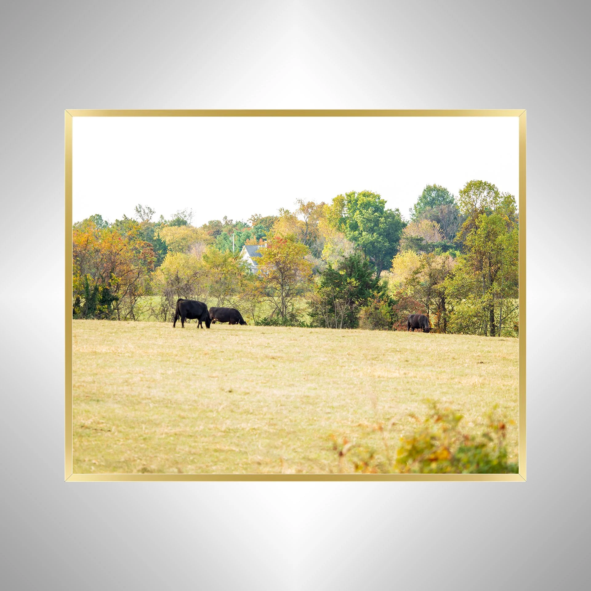1:1 Shenandoah Grazers- Gold.jpg