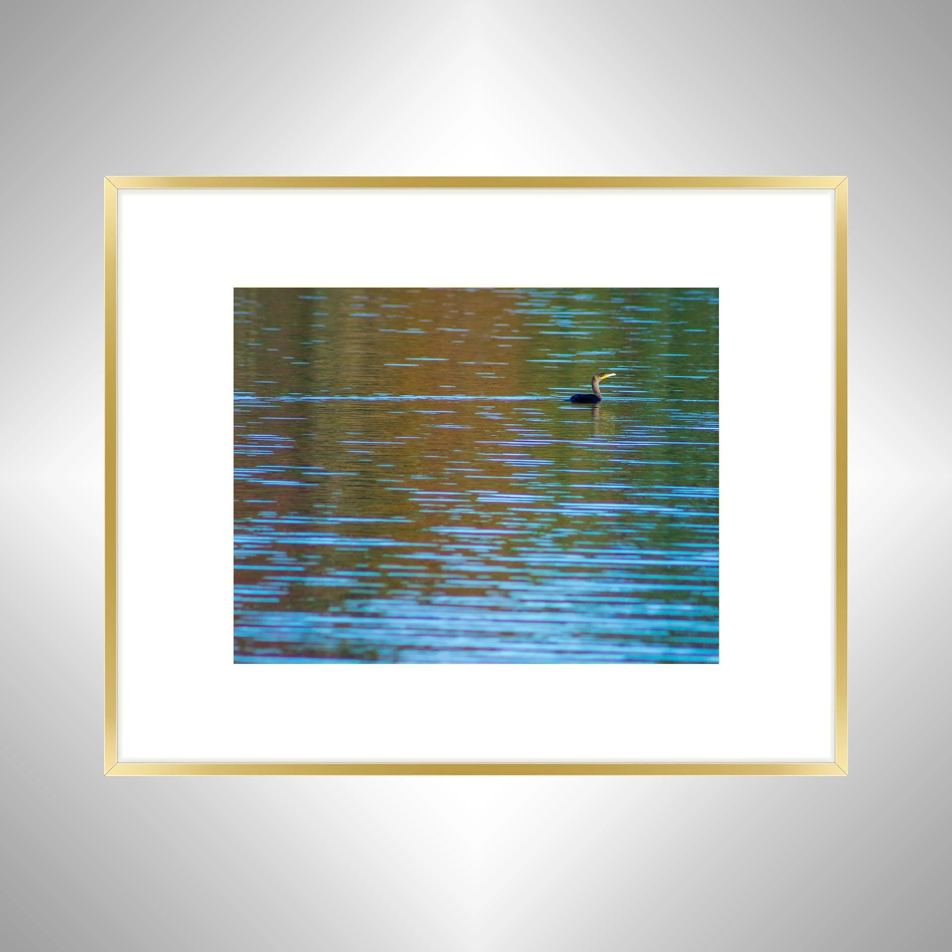 1:10 Cormorant Floating at Botanical Garden- Gold w: Border.jpg
