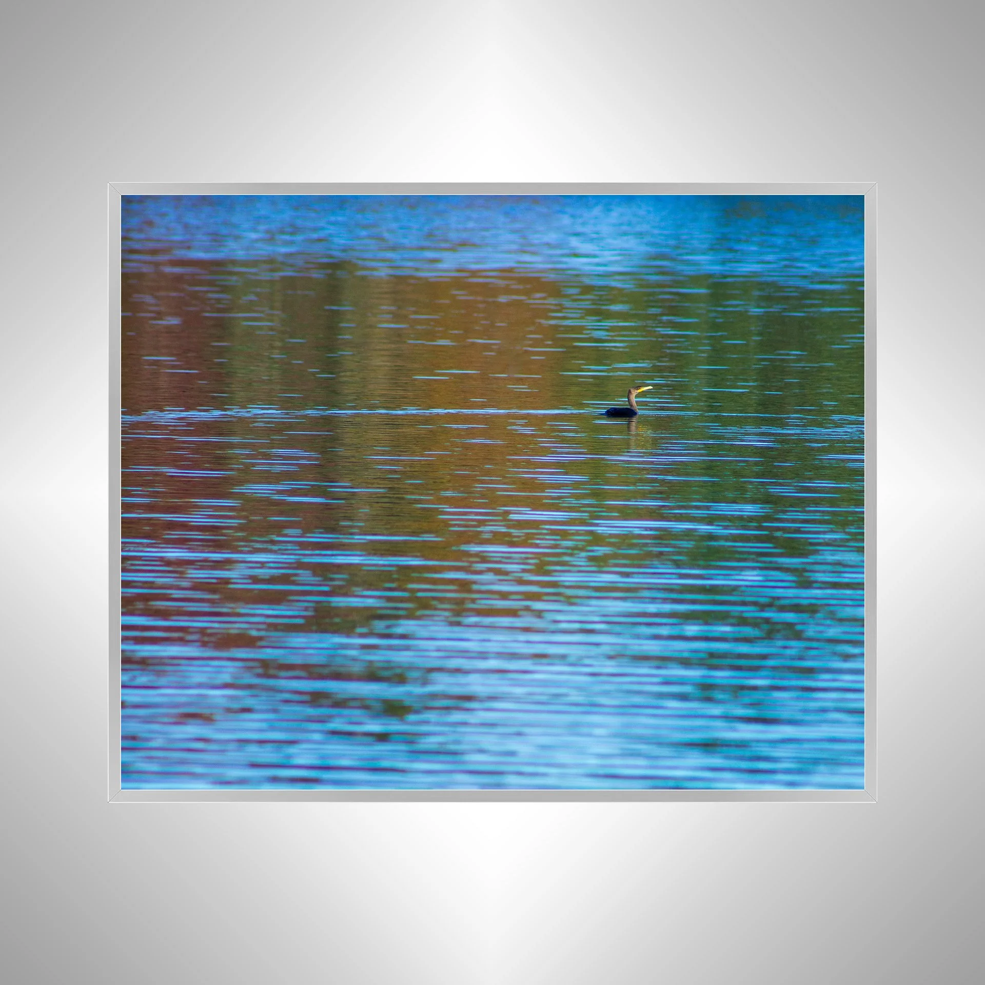 1:10 Cormorant Floating at Botanical Garden- Silver.jpg