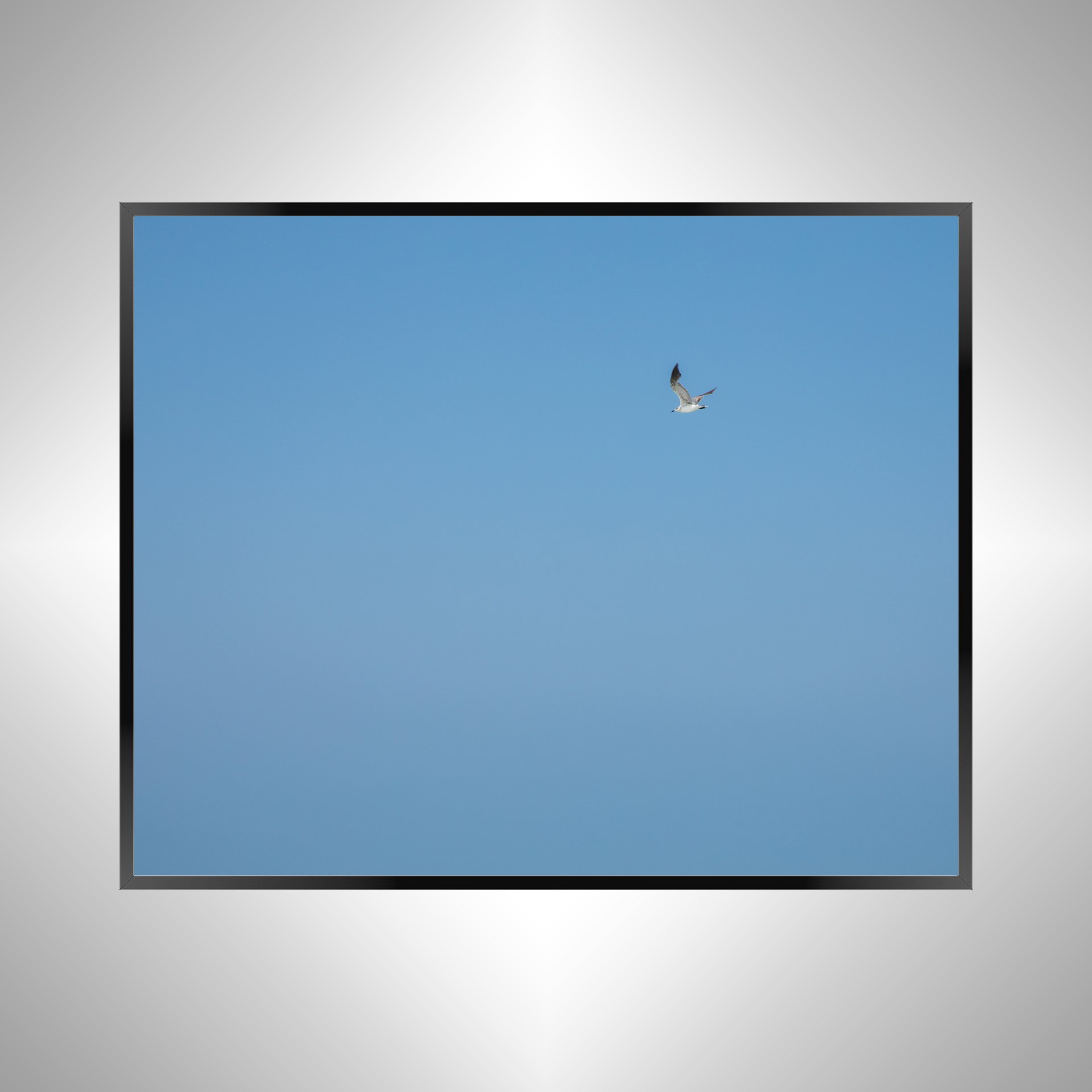 1/10 Blue Sky Seagull