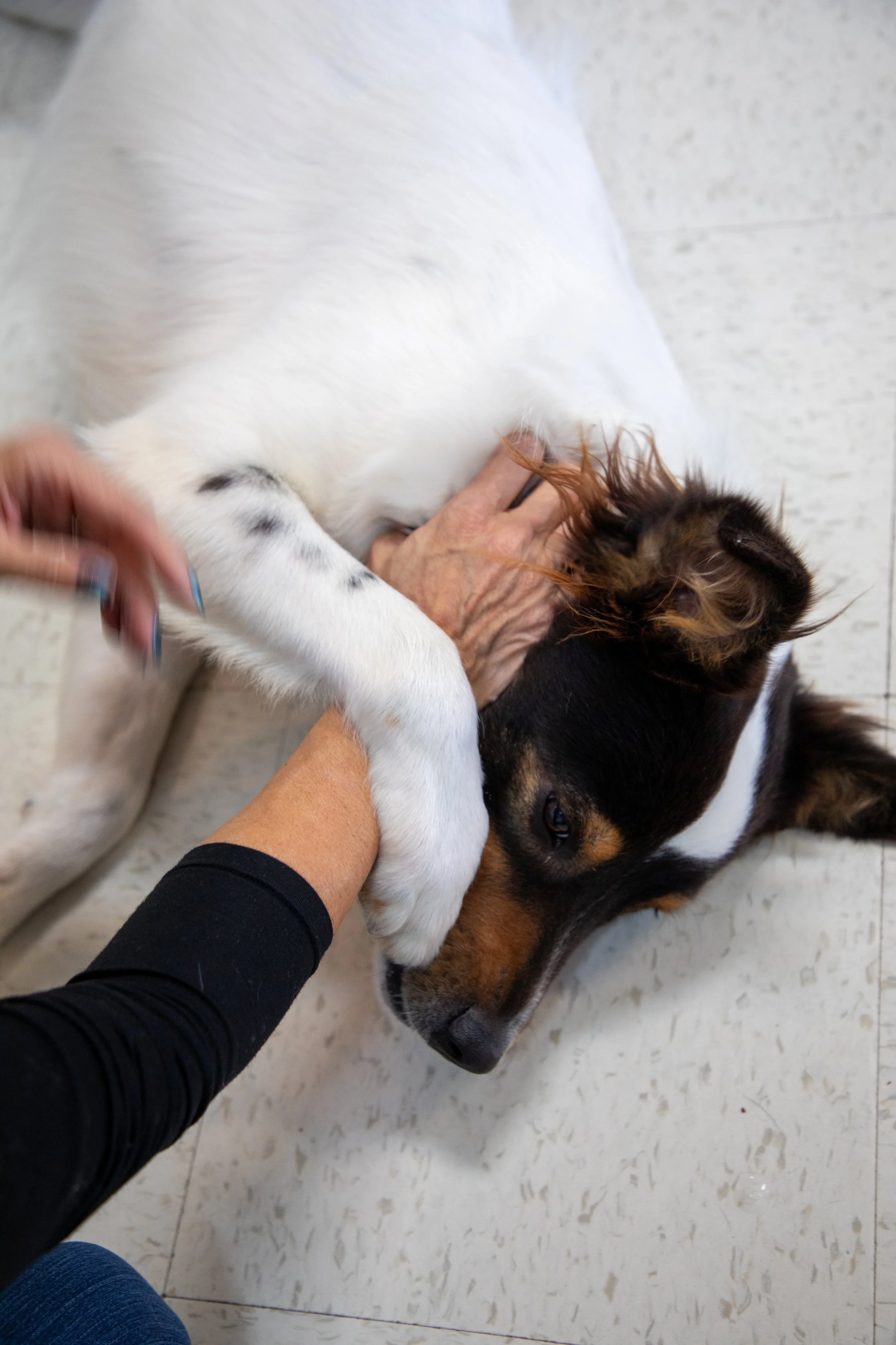 Will Locke Pet Photography- HopeForLife-10 Unwatermarked.jpg