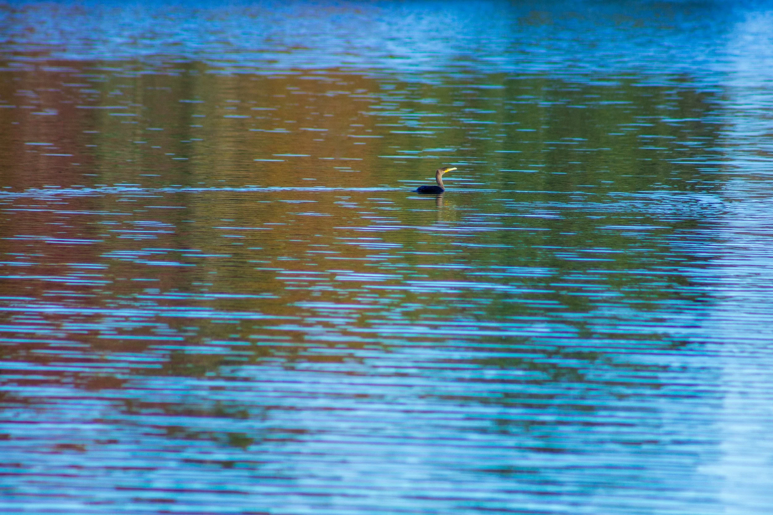 1:10 Cormorant Floating at Botanical Garden.jpg