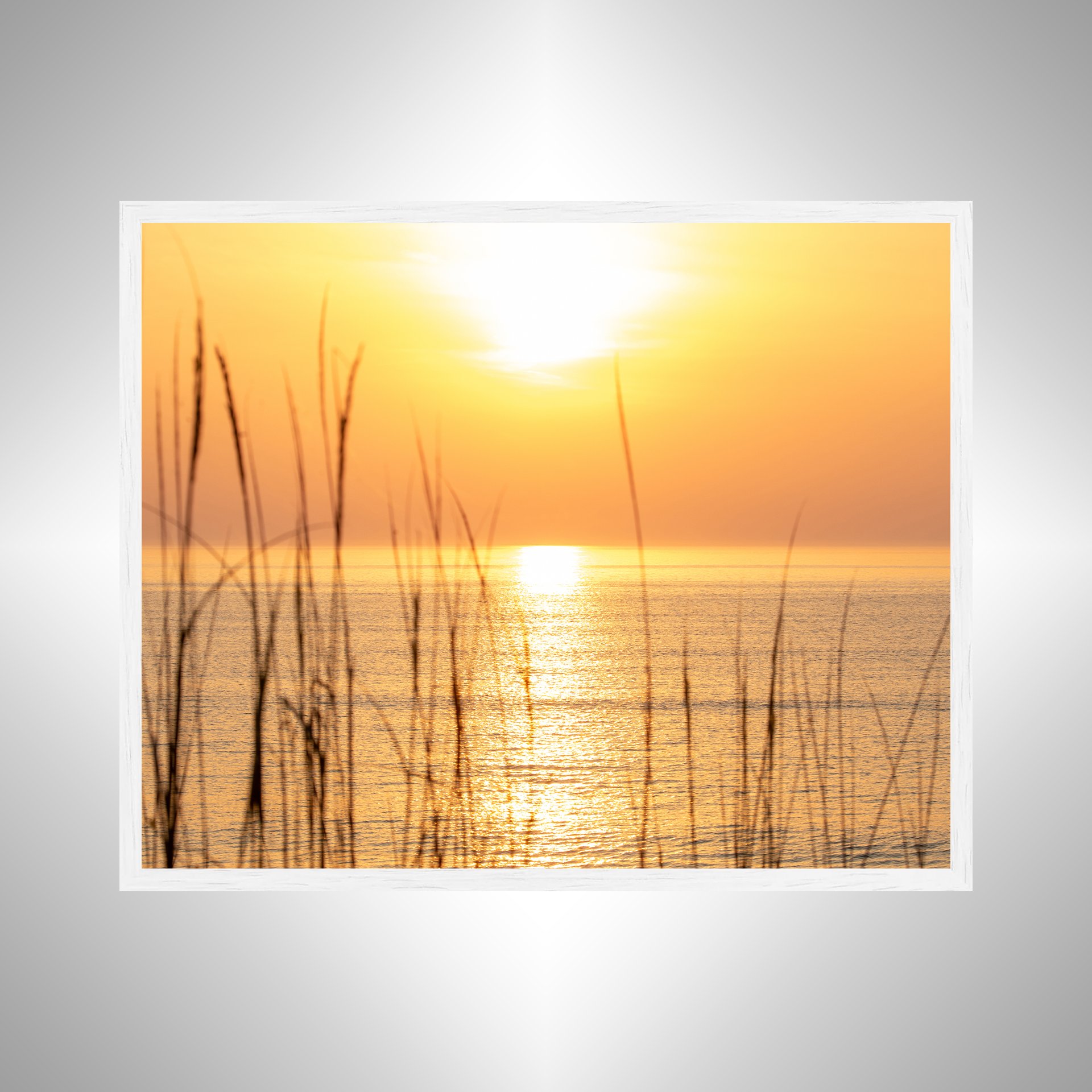 1:1 Sunrise thru Dunegrass- White.jpg