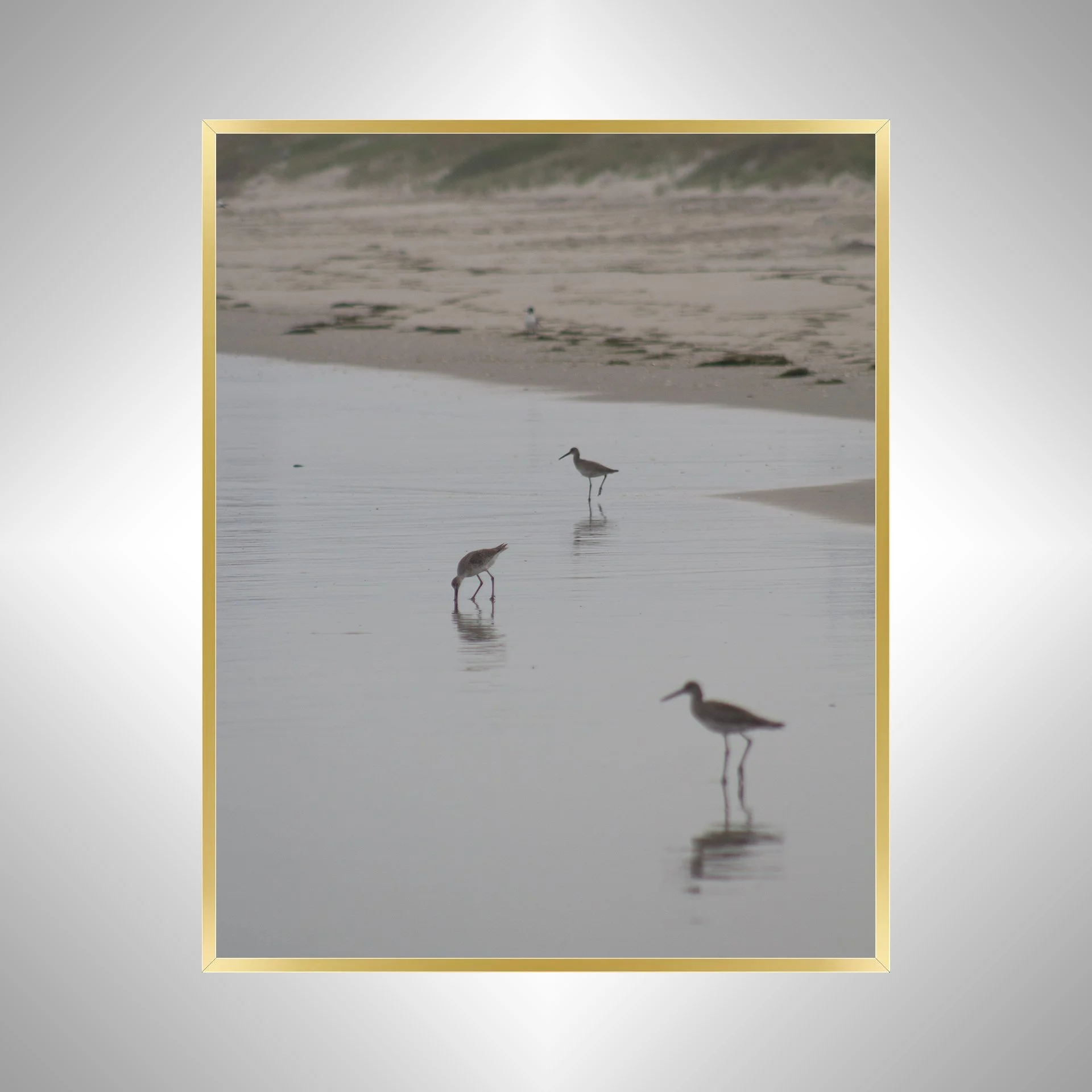 1:1 Three Willets Reflection- Gold.jpg