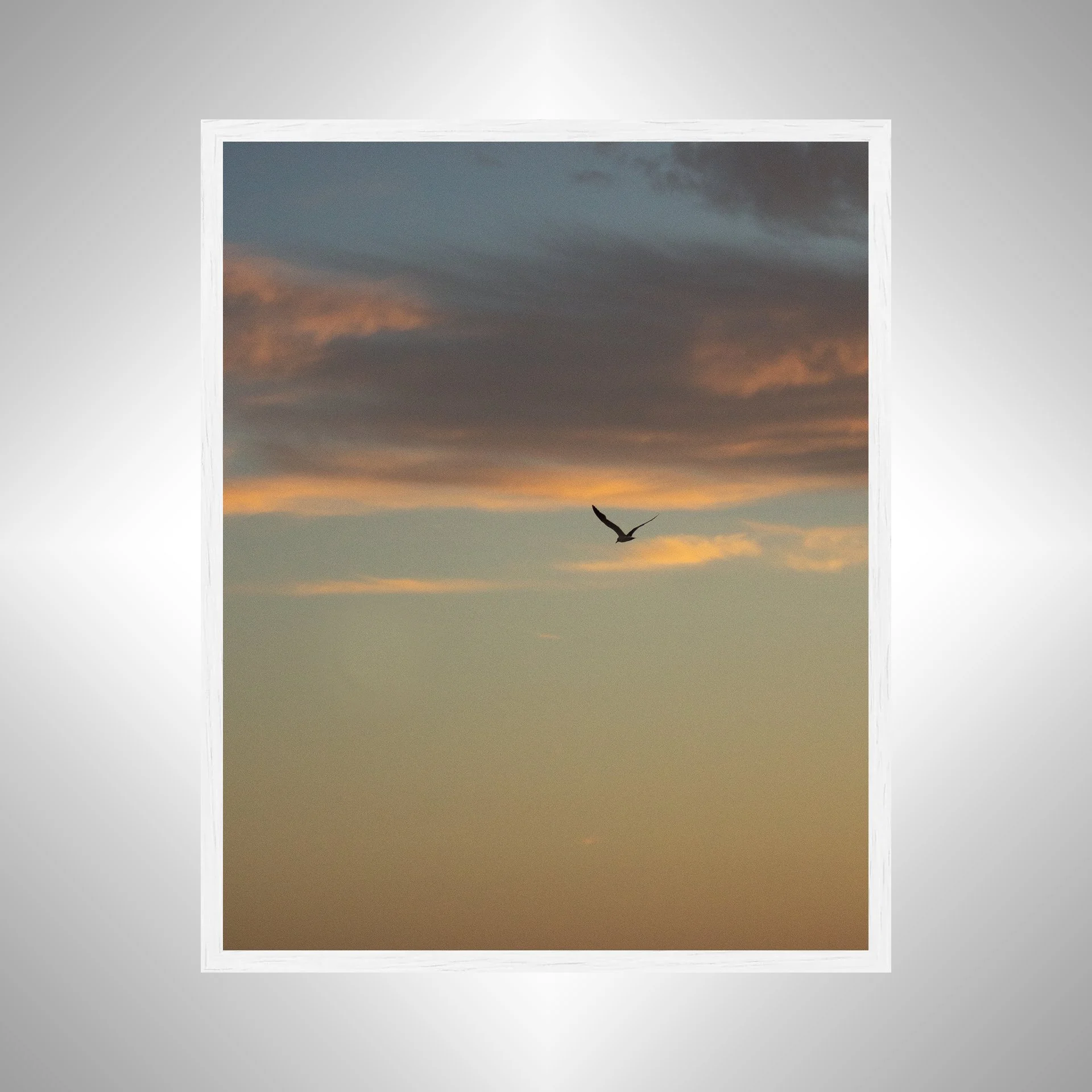1:10 Seagull Soaring Gradient- White.jpg