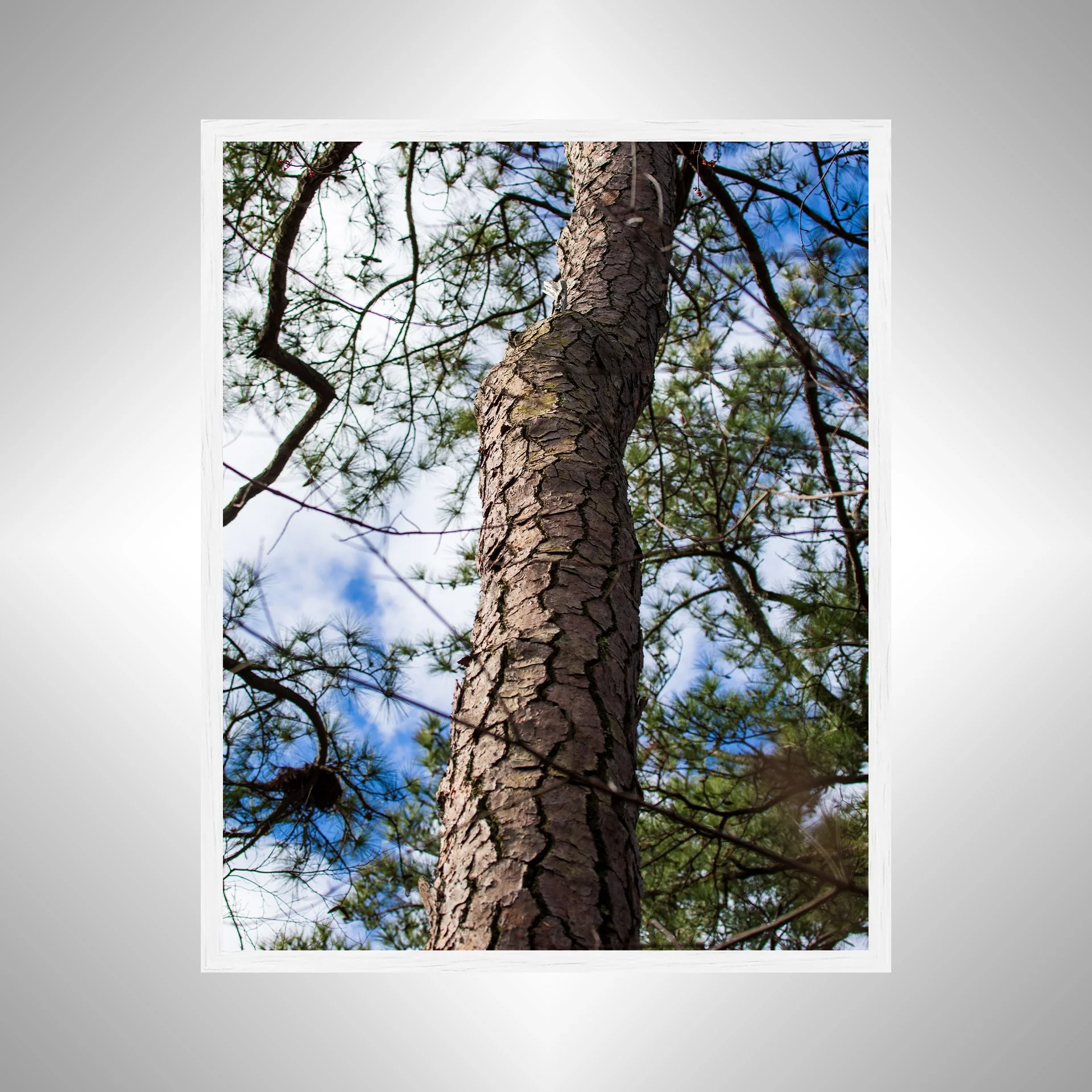 1:1 Seashore State Park Pine Tree Bark- White.jpg