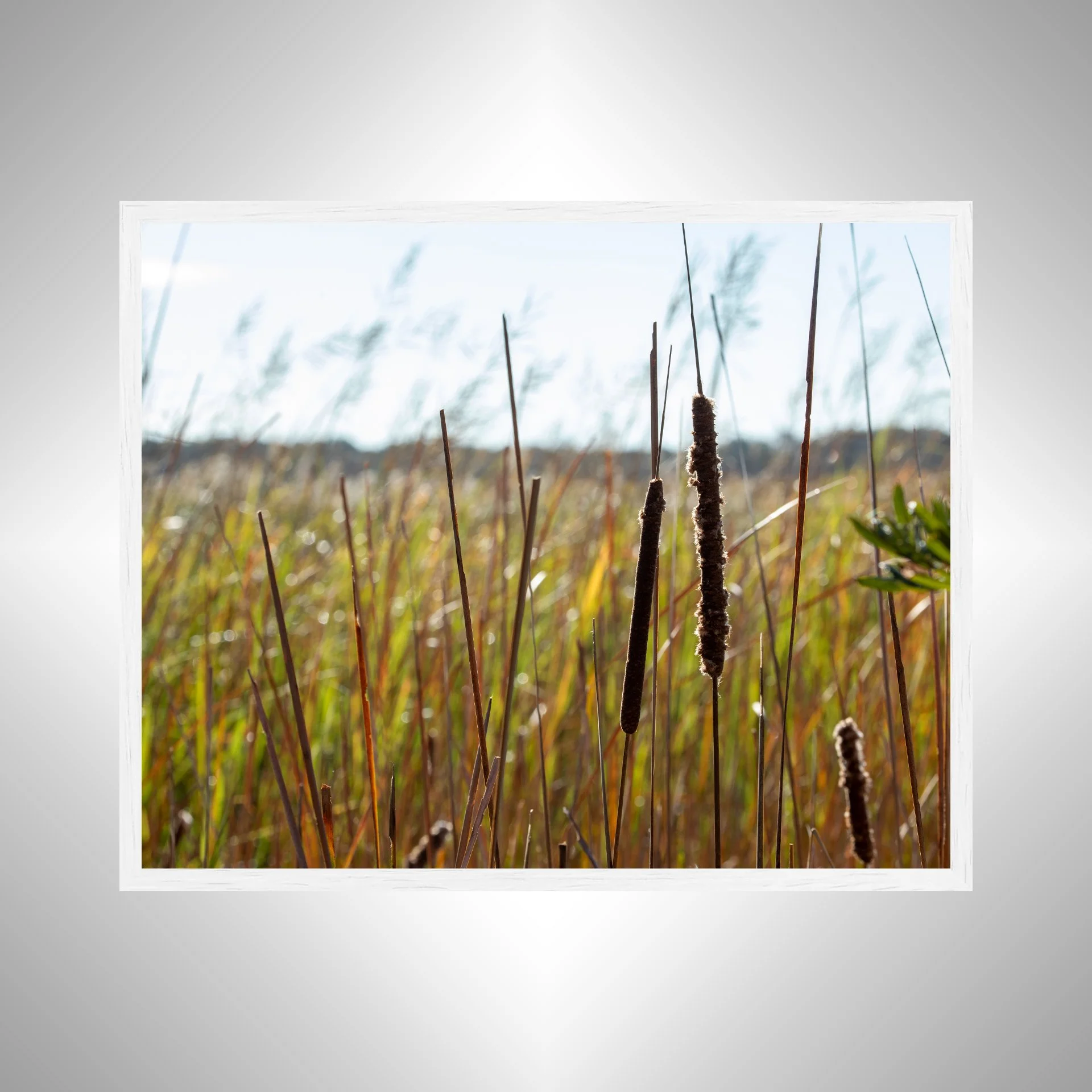 1:1 Back Bay Cattails- White Wood.jpg