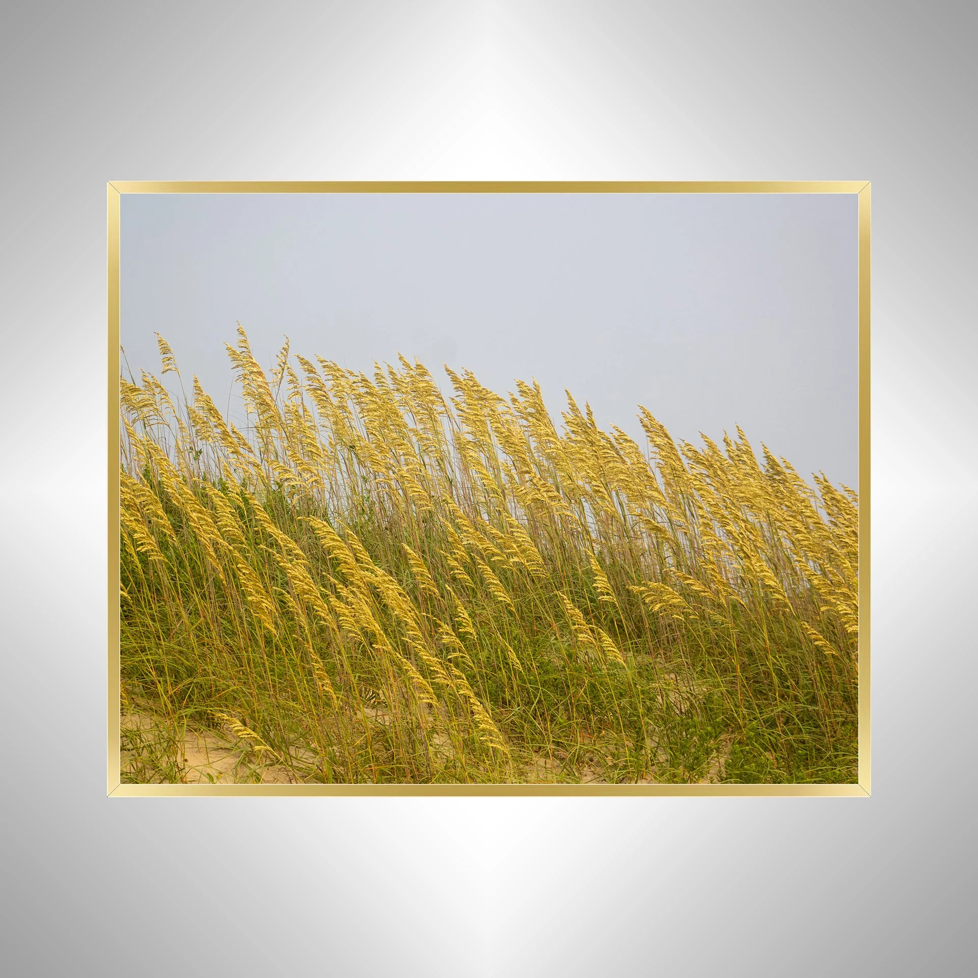 1:1 Rodanthe Dune Oats (Landscape)- Gold.jpg