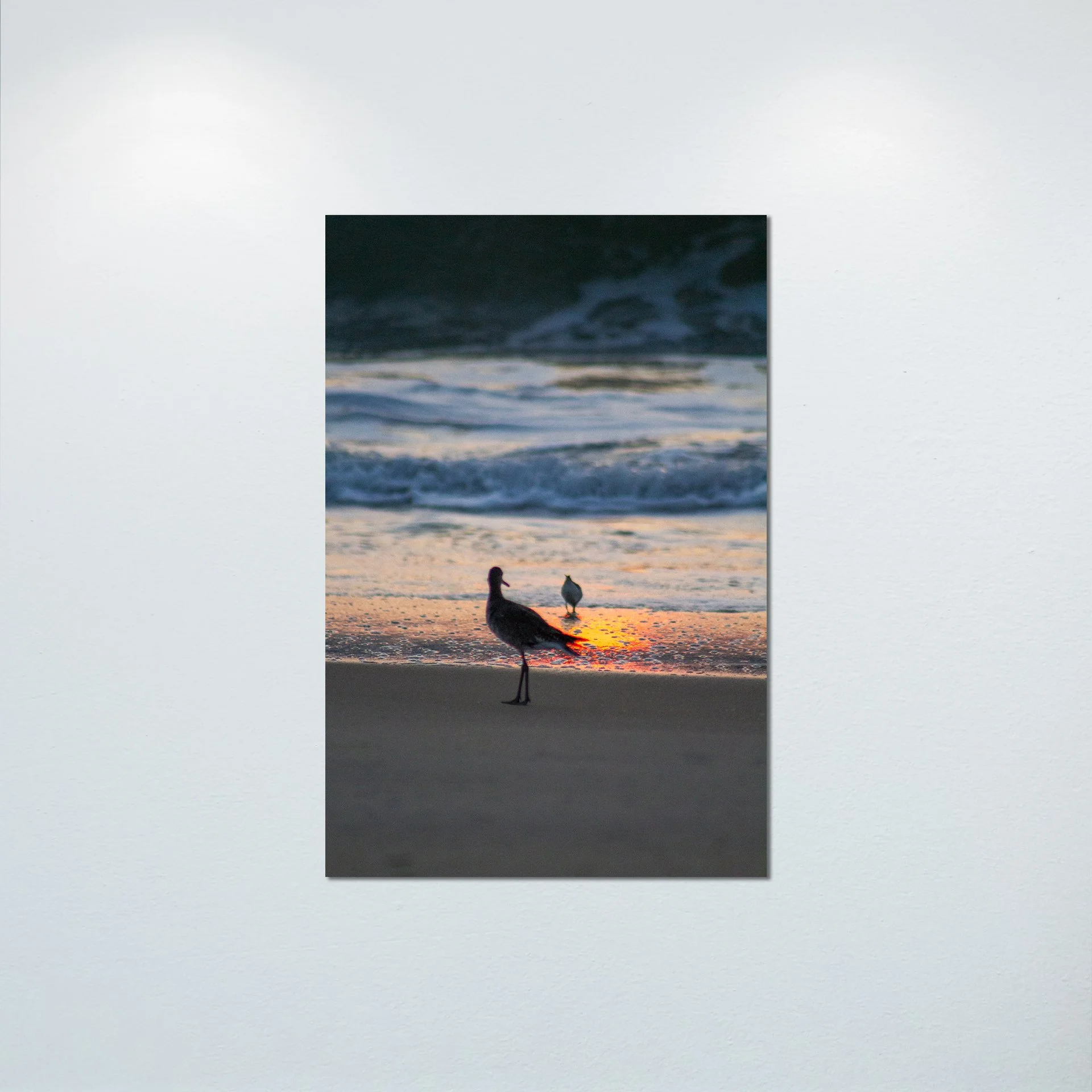 1:1 Willets at Sunrise- Poster & Canvas.jpg