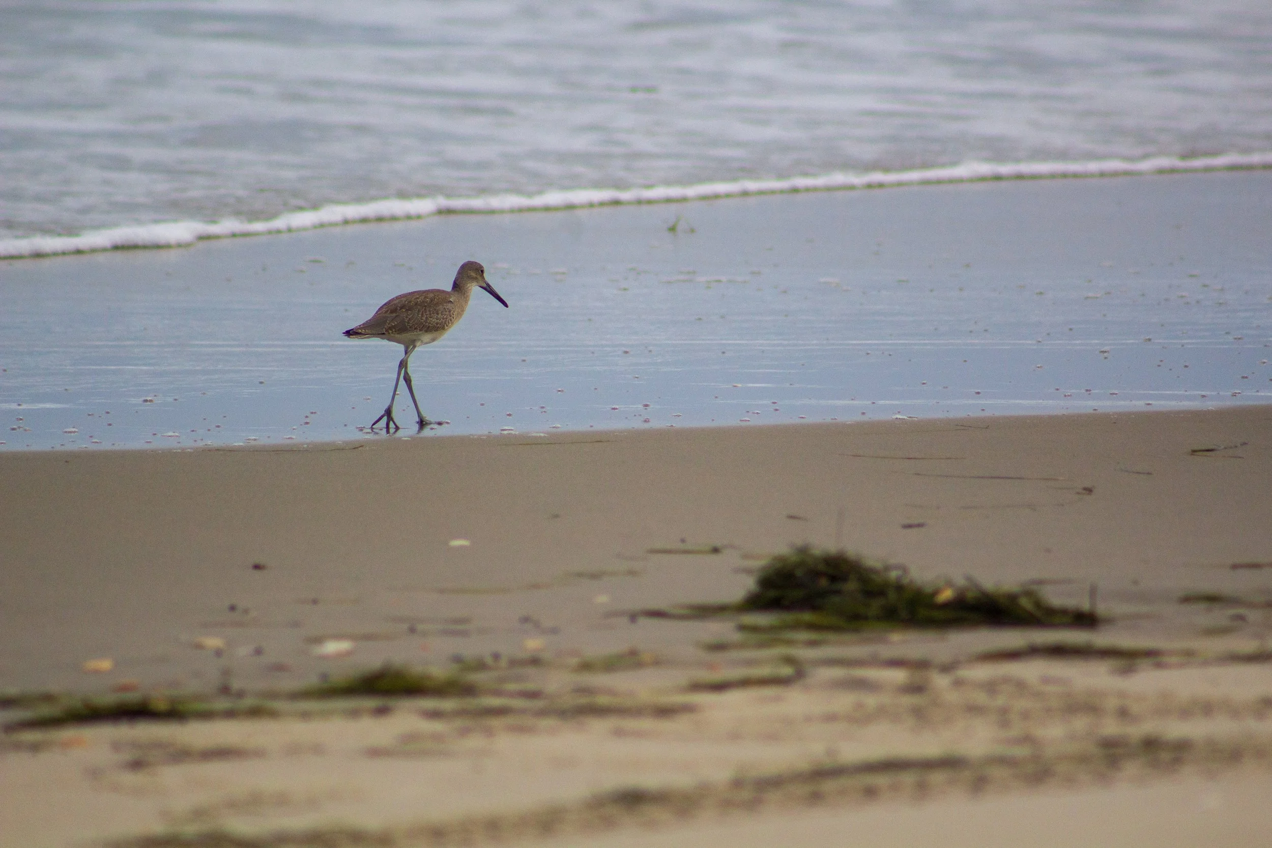 1:1 Willet Walking on Beach.jpg
