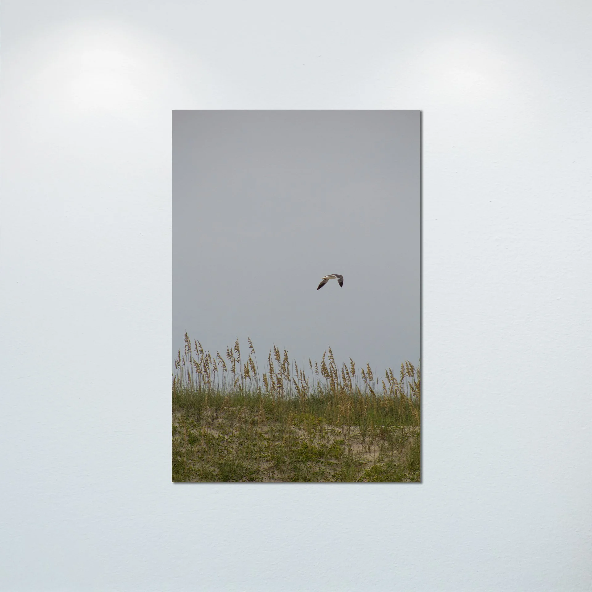 1:1 Seagull with Sea Oats- Poster & Canvas.jpg