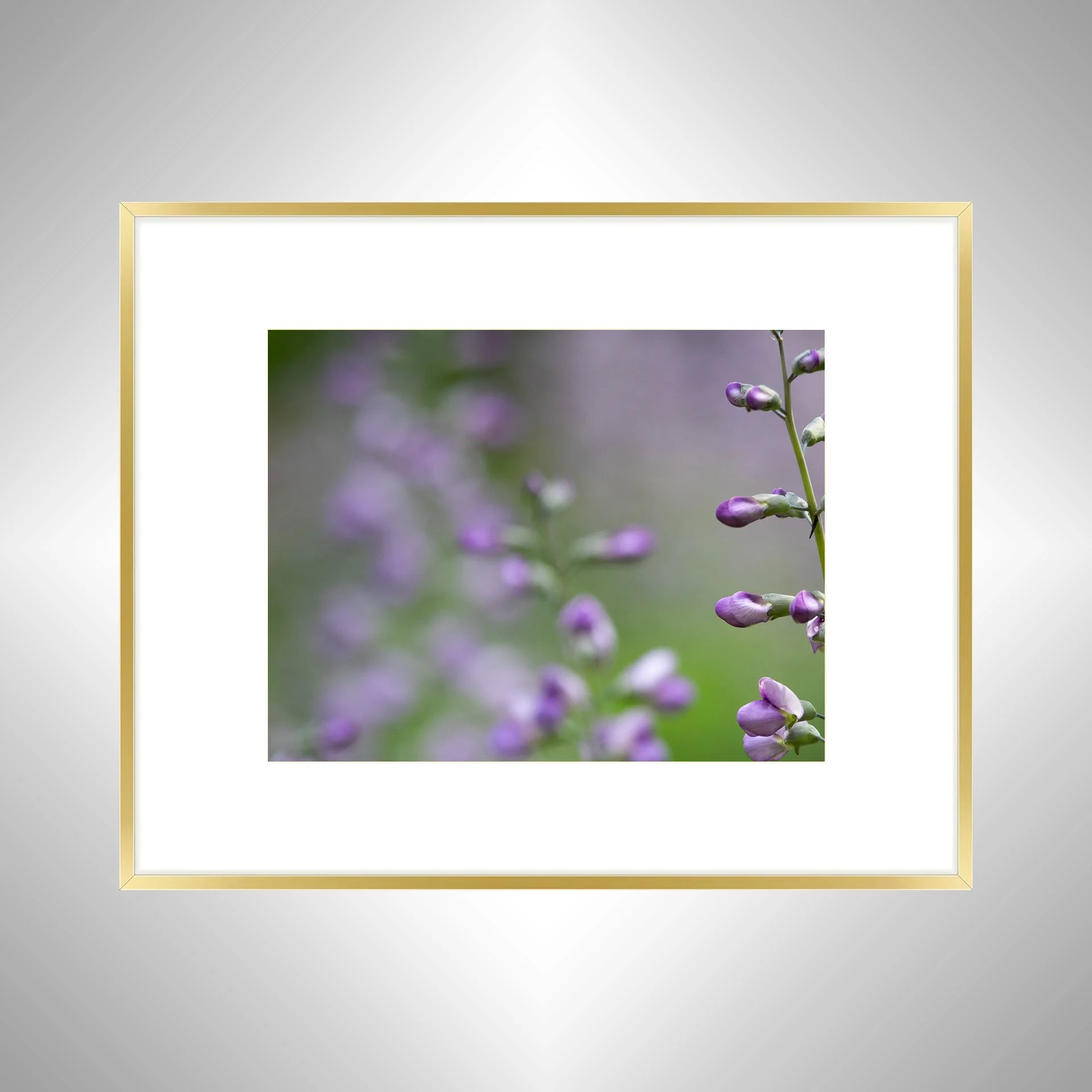 1:10 Baptisia 'Purple Smoke'- gb.jpg