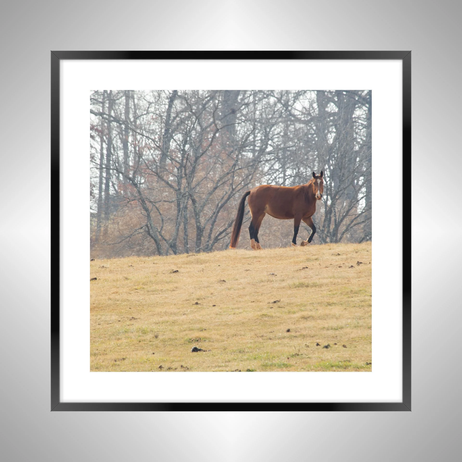 1:10 Shenandoah Horse (Square)- Black Metal w: Border.jpg