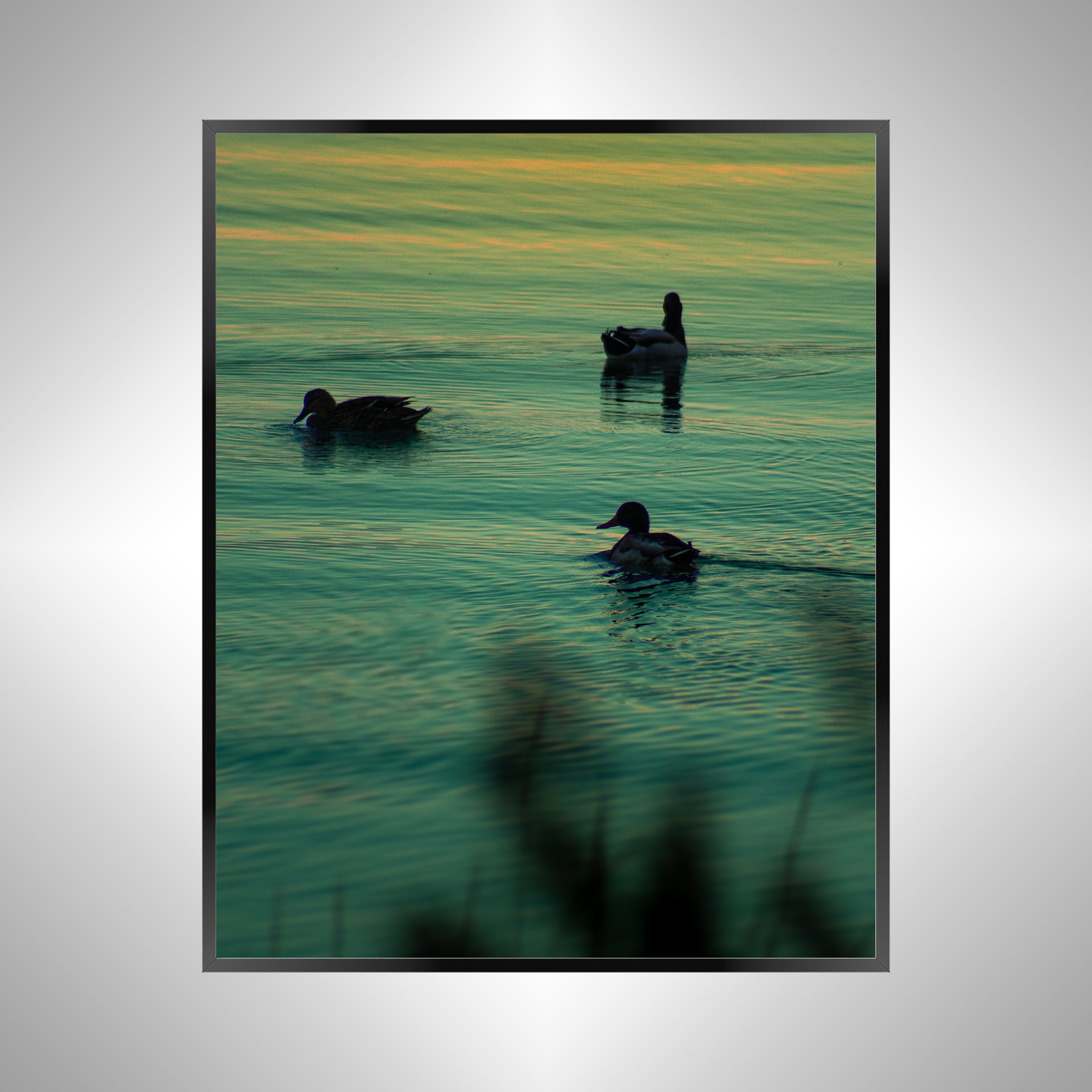 1/1 Duck Family Swimming towards Sunset