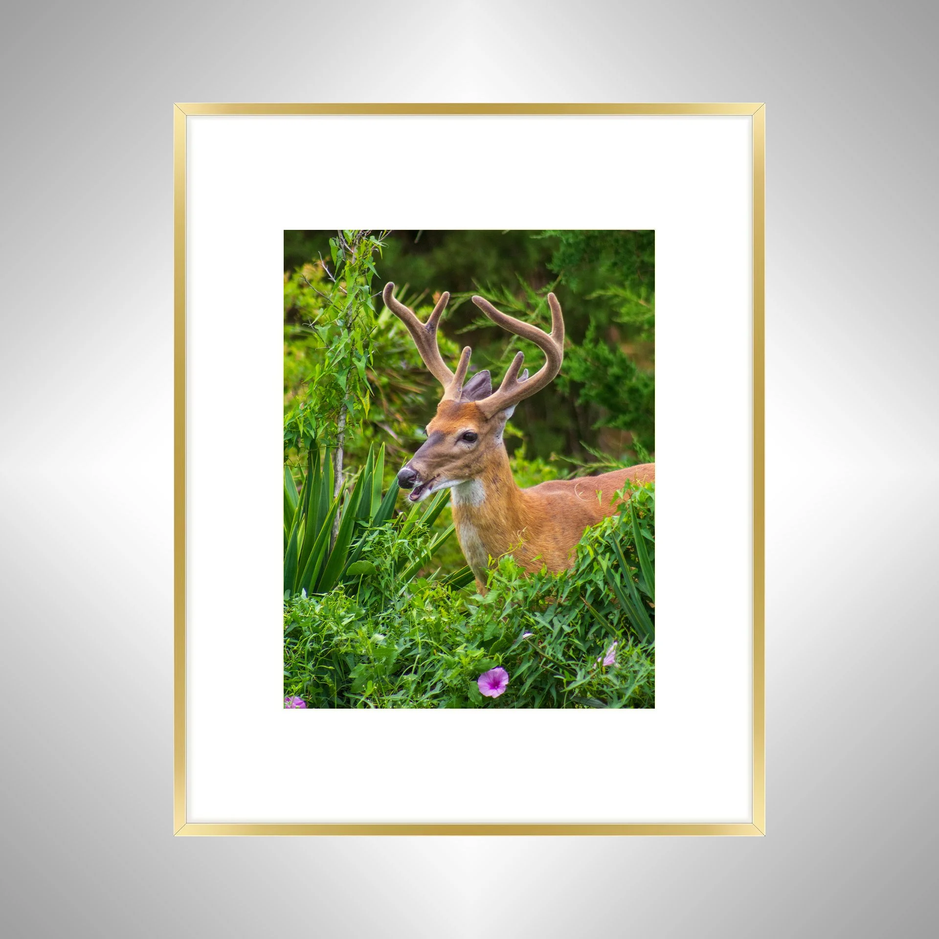 1:1 Deer Talk- Gold Metal w: Border.jpg