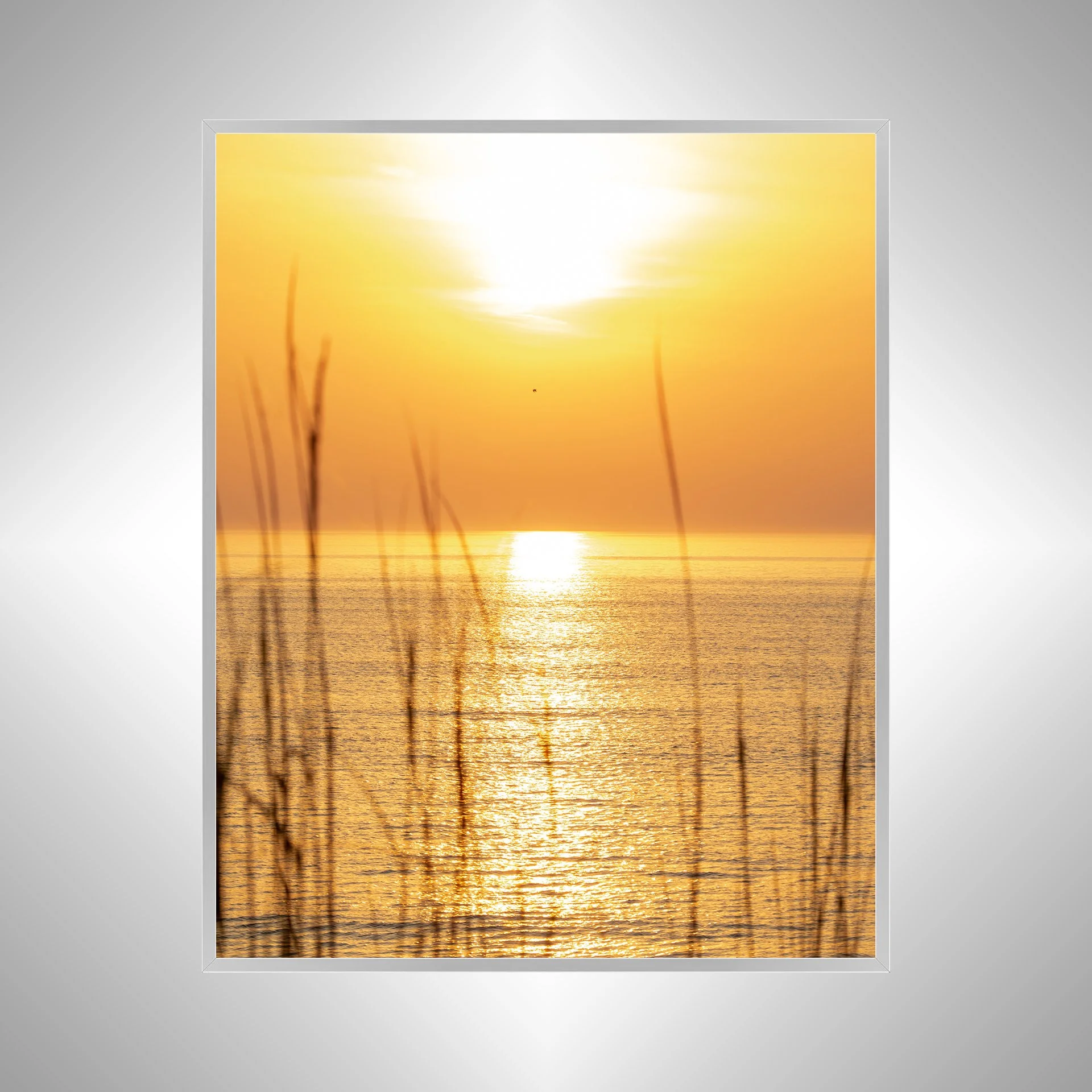 1:1 Sunrise thru Dunegrass with Seagull Flying By- Silver.jpg