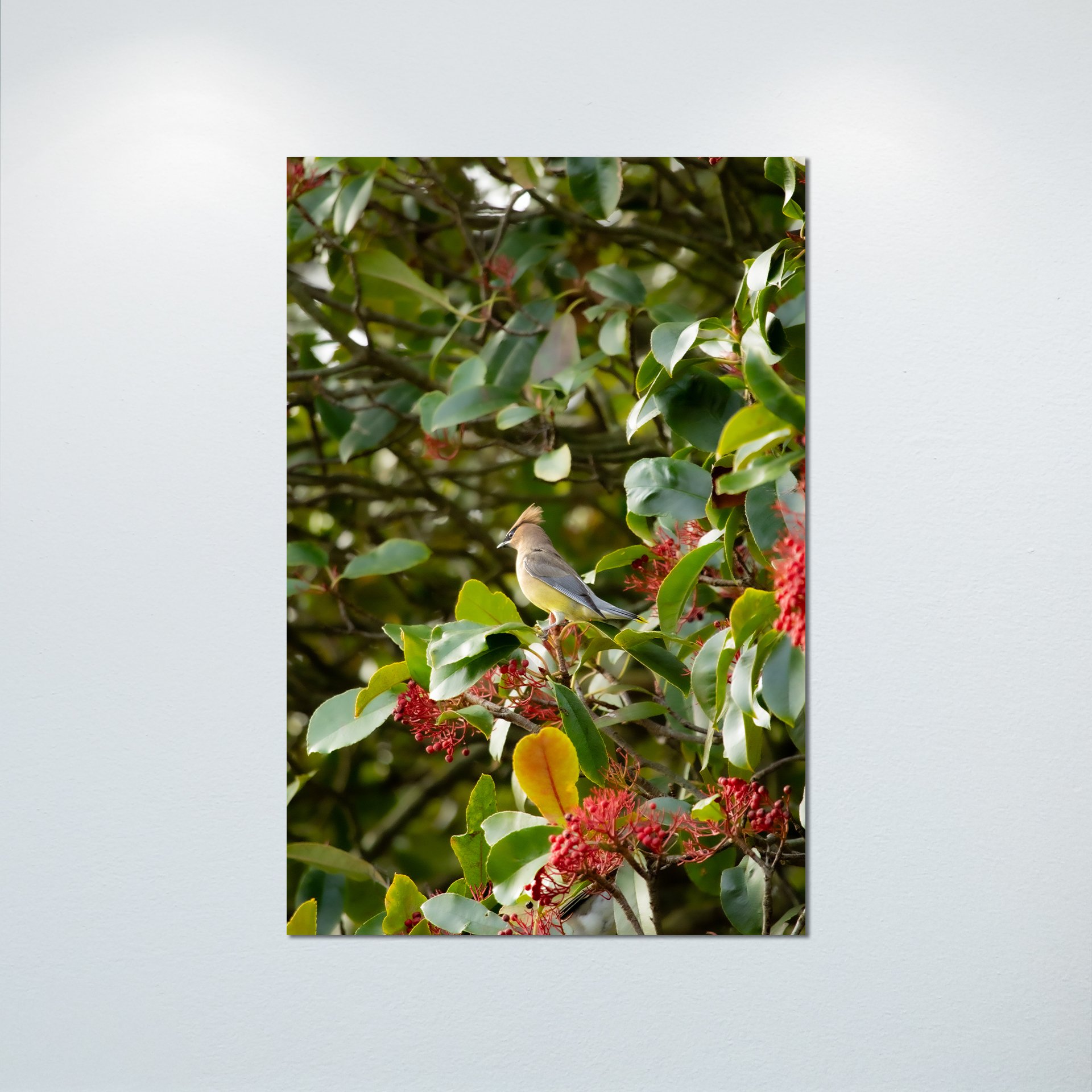 1:10 Cedar Waxwing Perched- Poster & Canvas.jpg