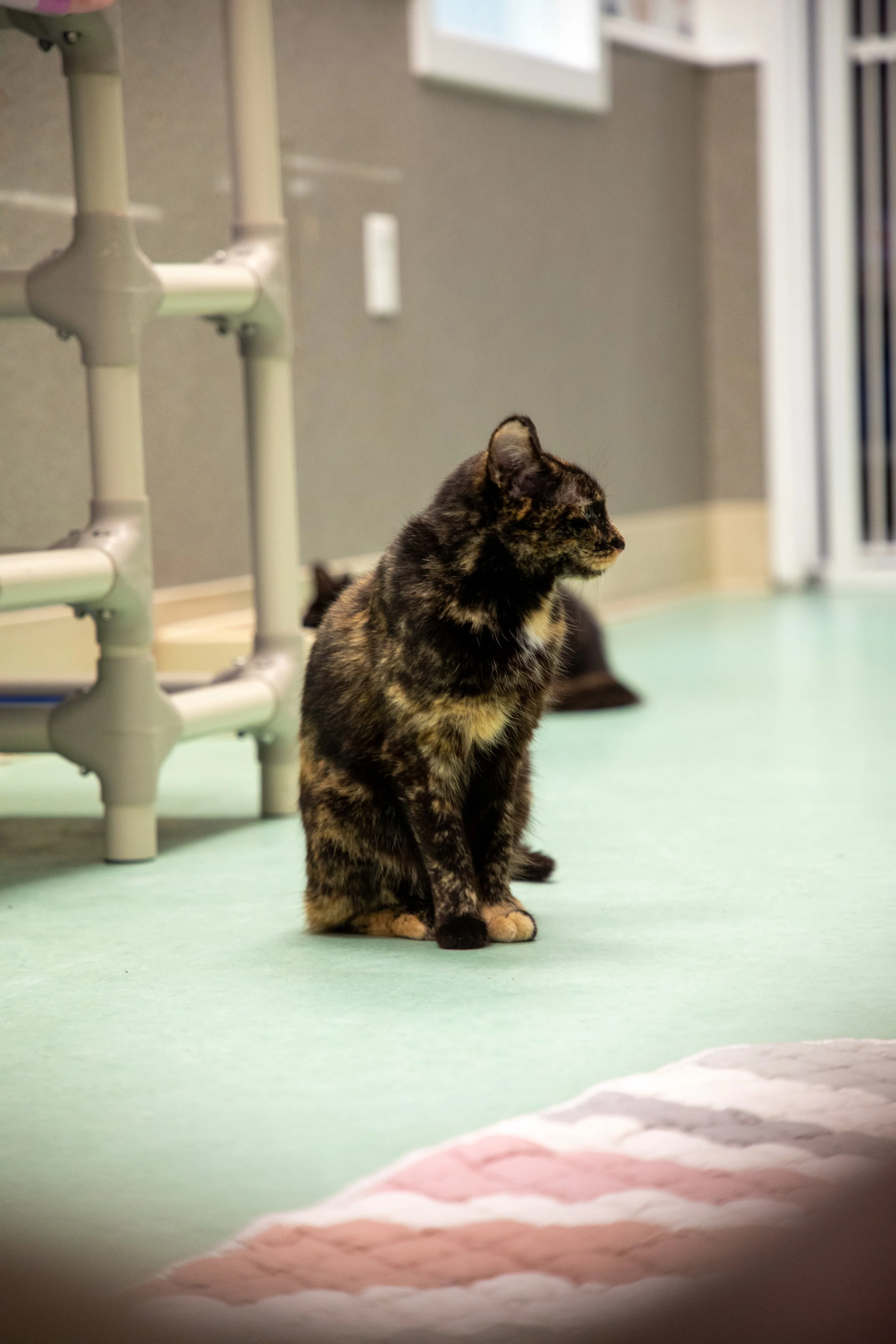 Will Locke Pet Photography- Hope For Life 12:28:2025 120.jpg