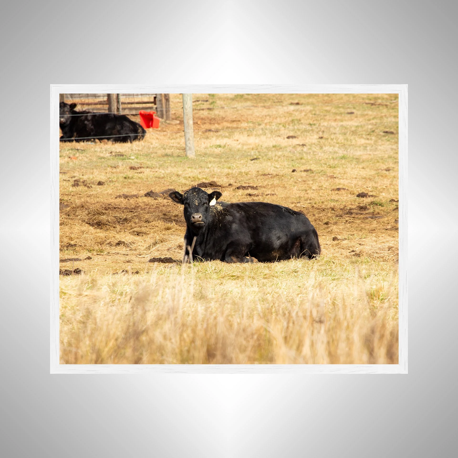 1:1 Dirty Cow Grazing- White Wood.jpg