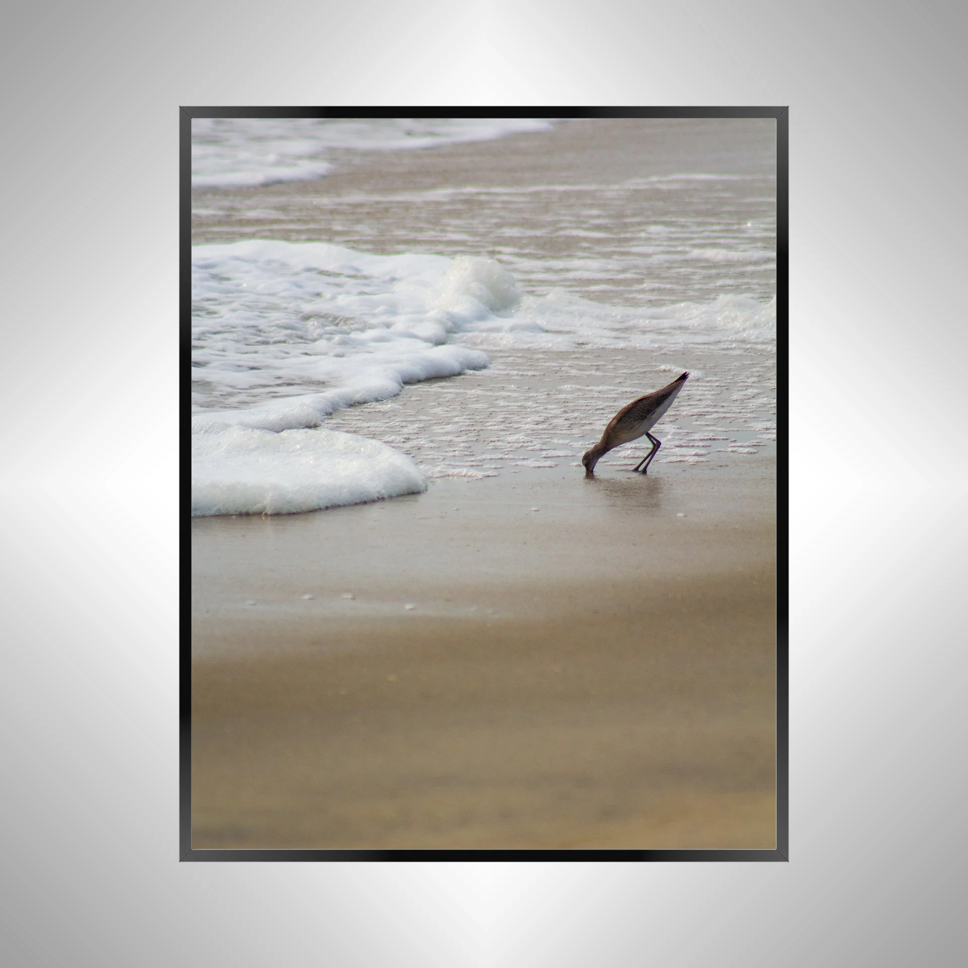 1/1 Willet at Beach Eating