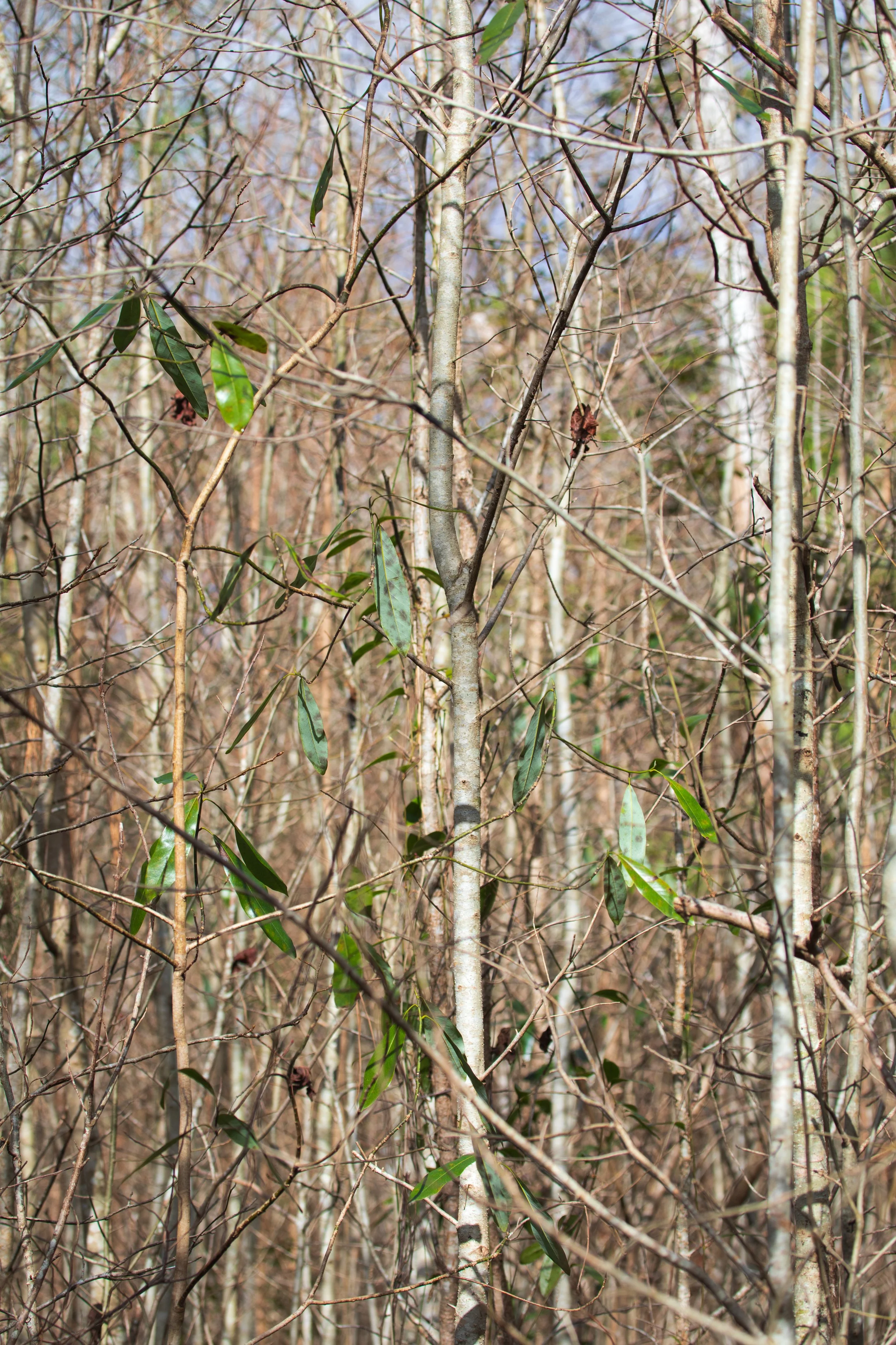 1:10 Hermitage Foliage.jpg