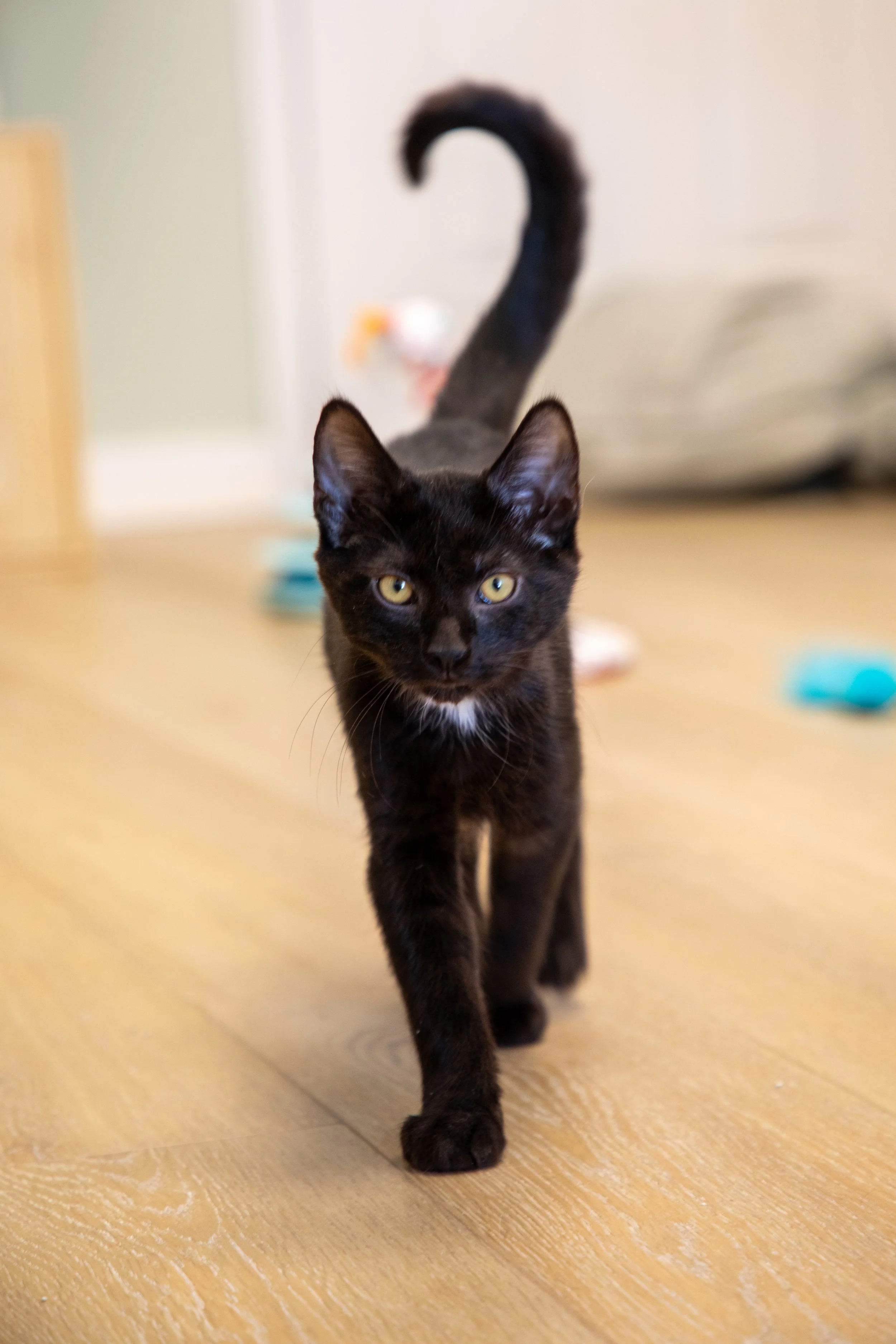 Will Locke Pet Photography- HopeForLife-18 Unwatermarked.jpg