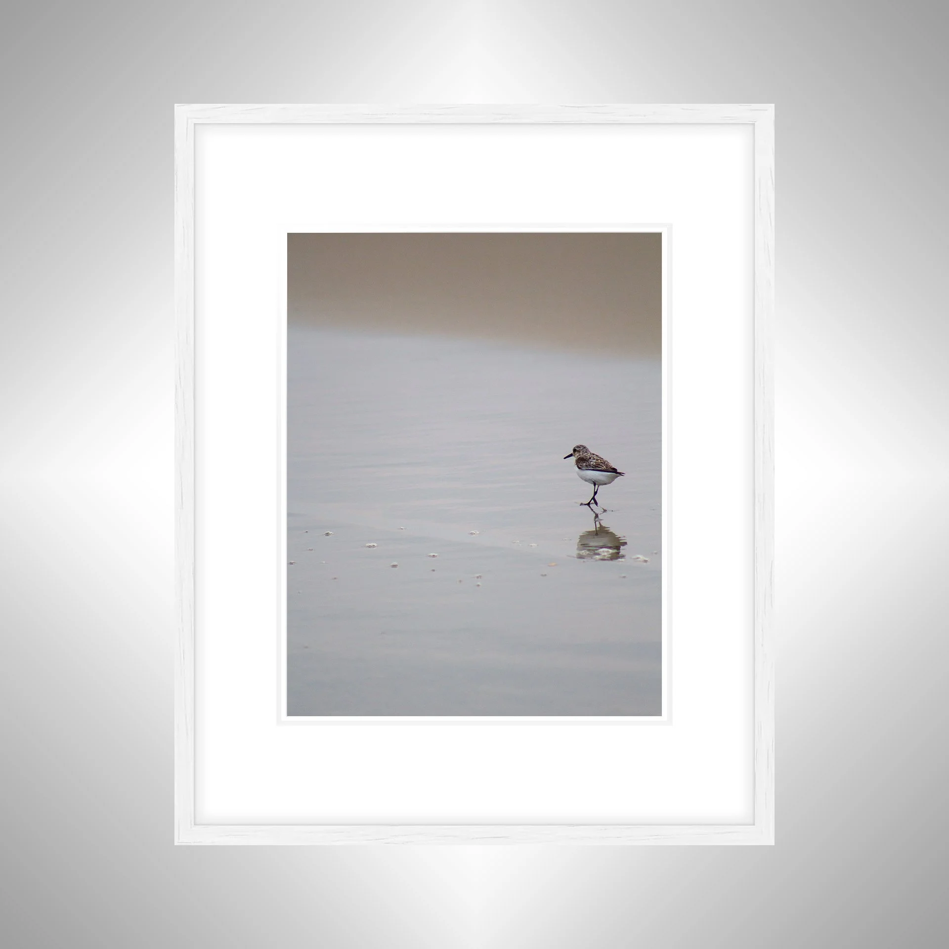 1:1 Sanderling Reflection- White w: Border.jpg