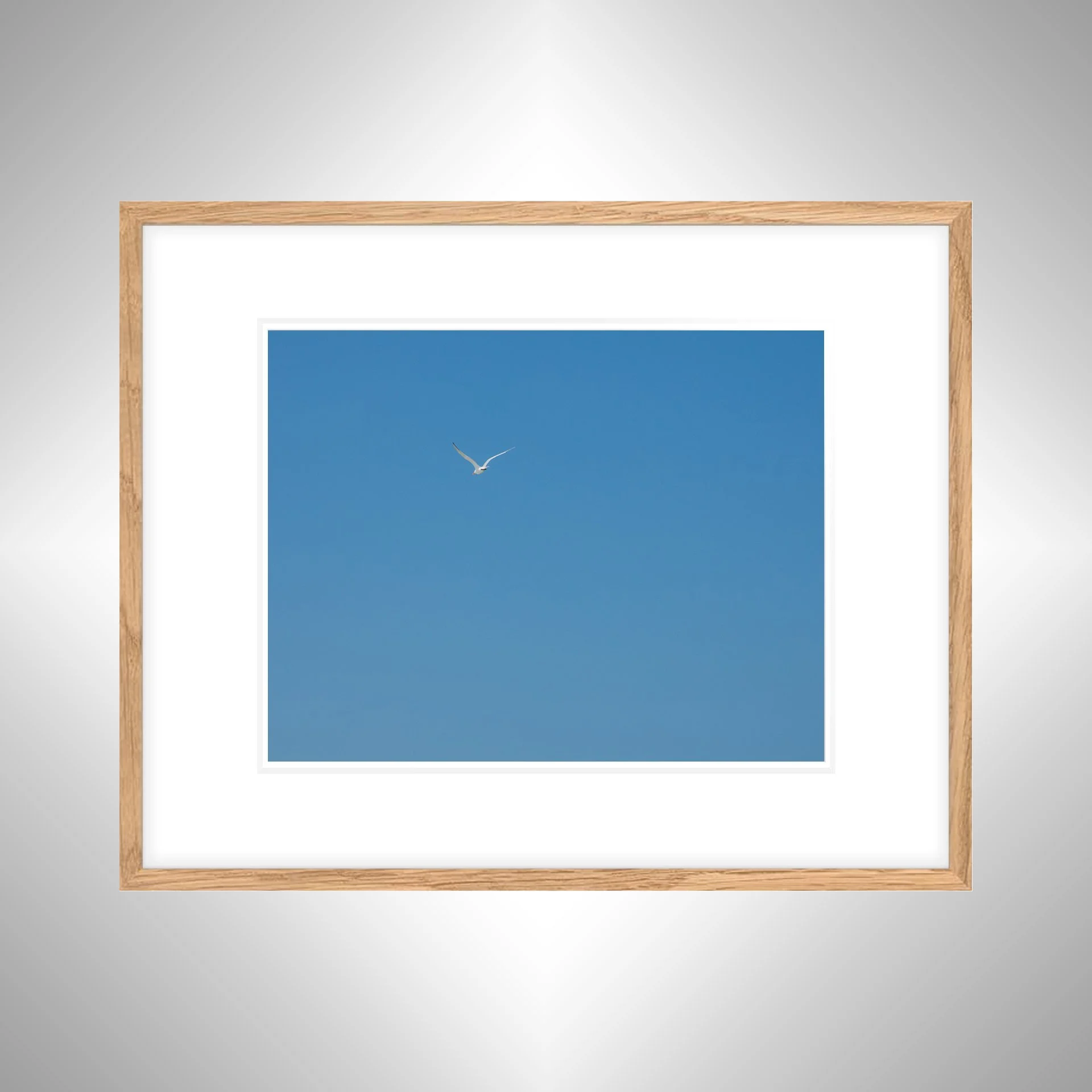 1:10 Seagull Flying Away- White w: Border copy NATTY.jpg