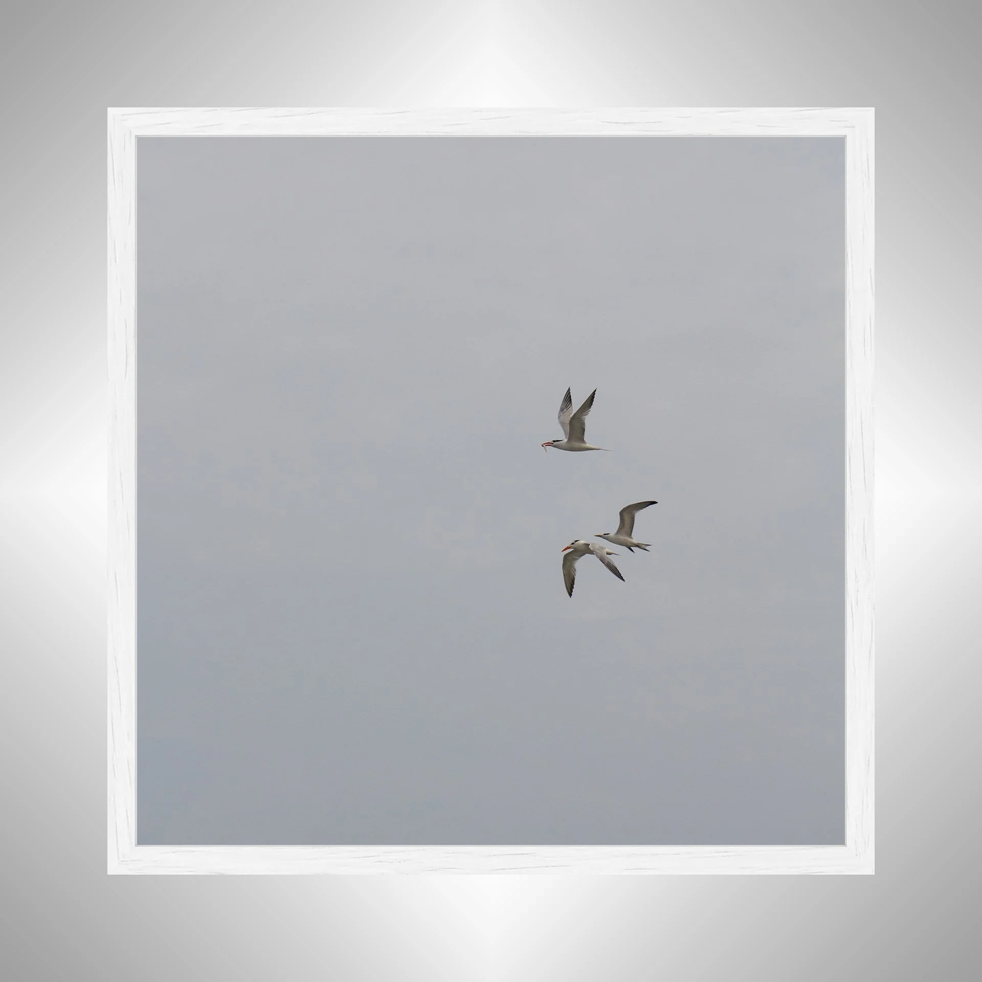 1:1 Common Tern Family Breakfast (Square)- White Wood.jpg