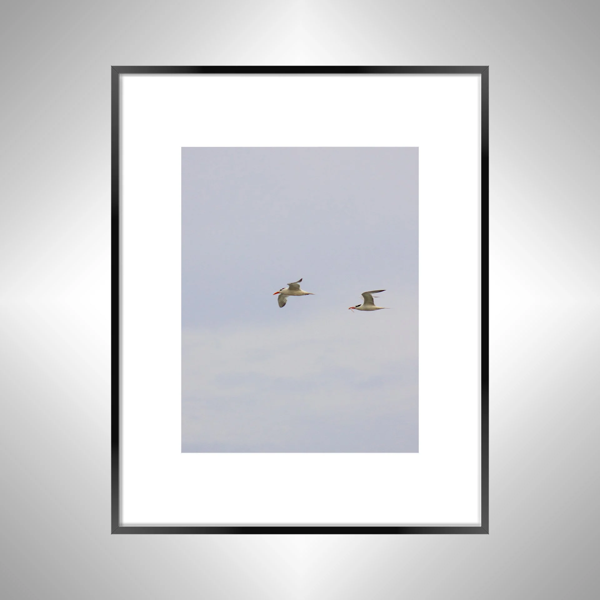 1:1 Trio of Common Tern with Fish- Black w: Border.jpg