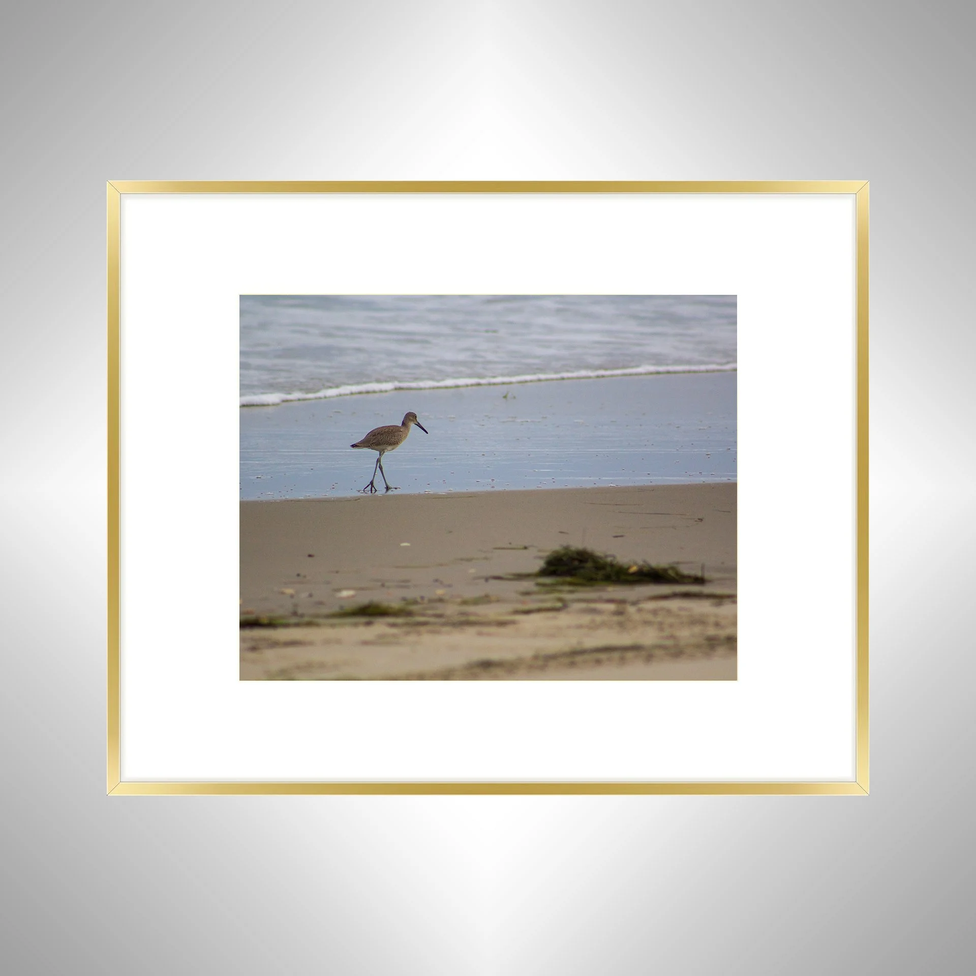 1:1 Willet Walking on Beach- Gold w. Border.jpg