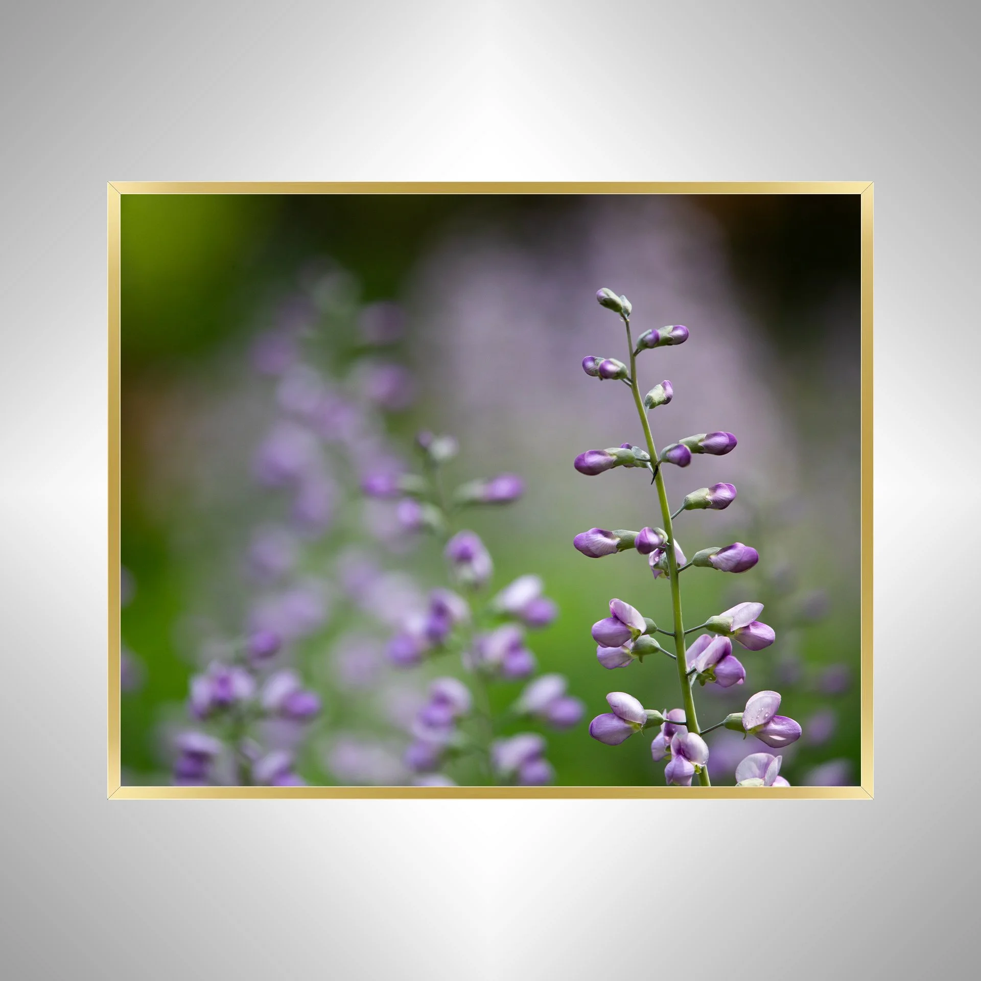 1:10 Baptisia 'Purple Smoke'- gold.jpg
