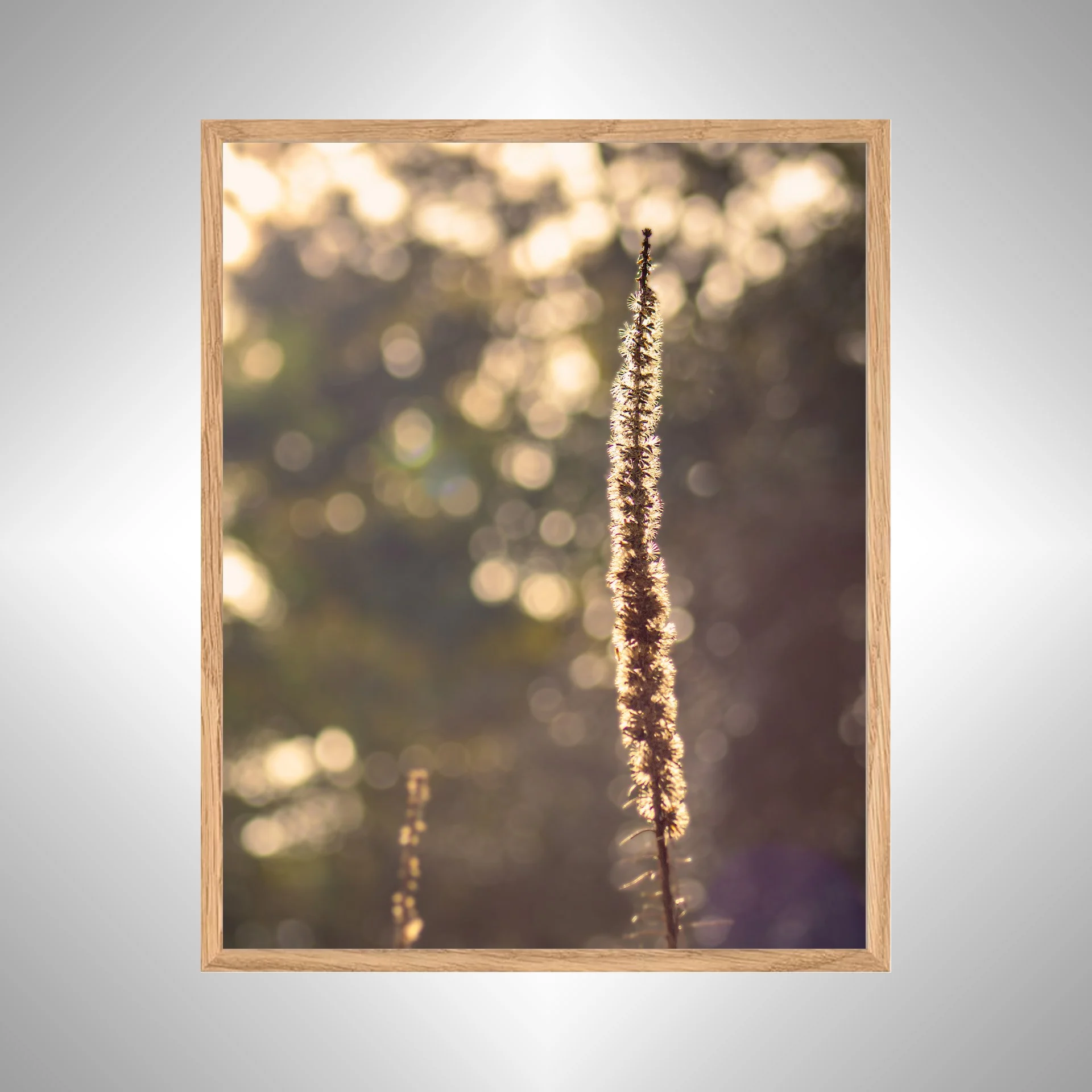 1:1 Foxglove in Winter- White Wood copy NATTY.jpg