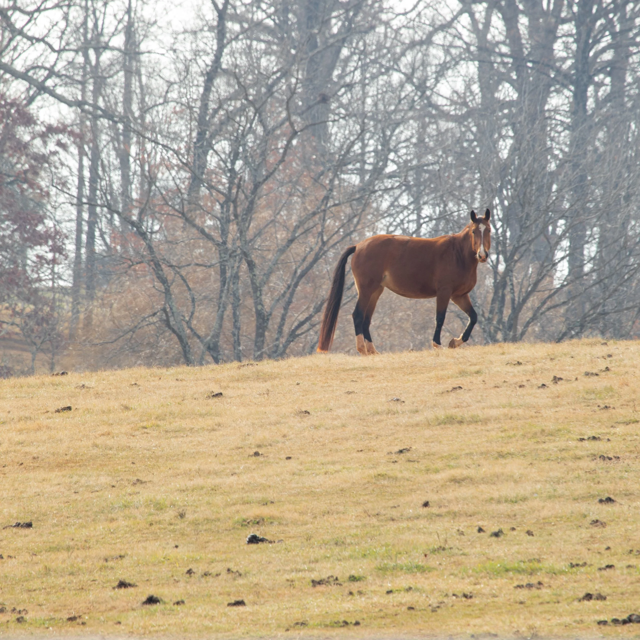 1:1 Shenandoah Horse (Square).jpg
