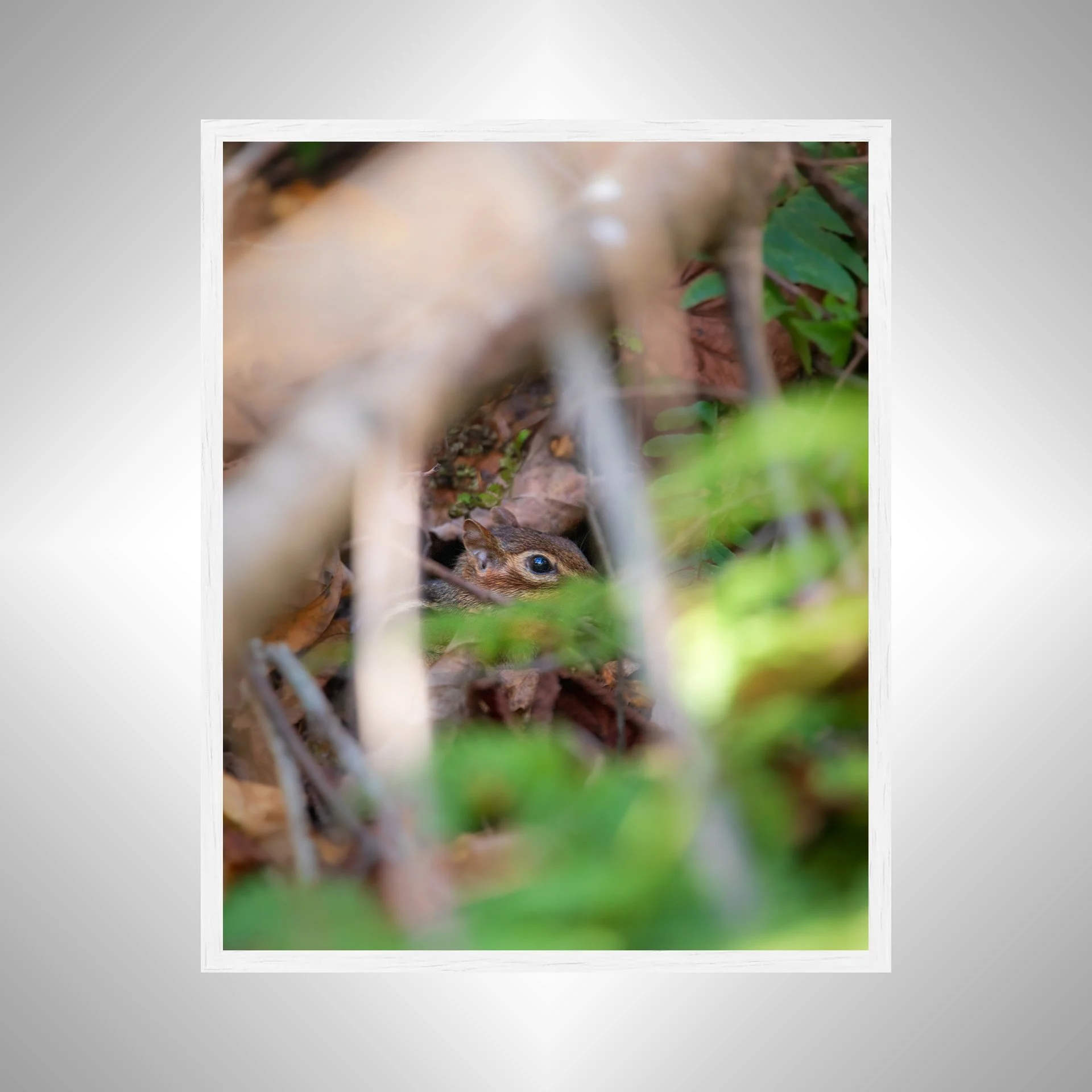 1:1 Shenandoah Mountain Chipmunk thru Foliage- White.jpg