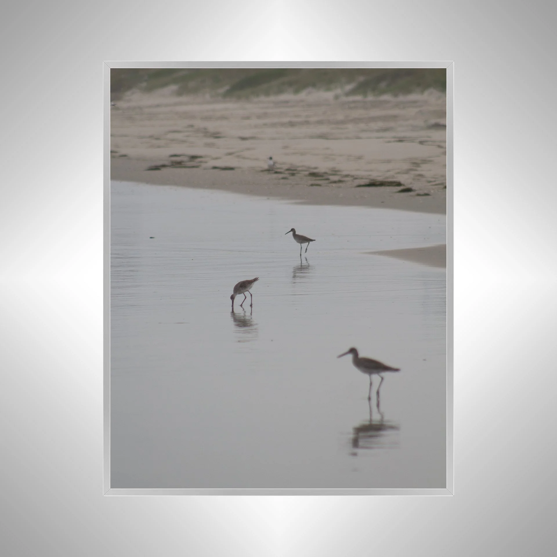 1:1 Three Willets Reflection- Silver.jpg